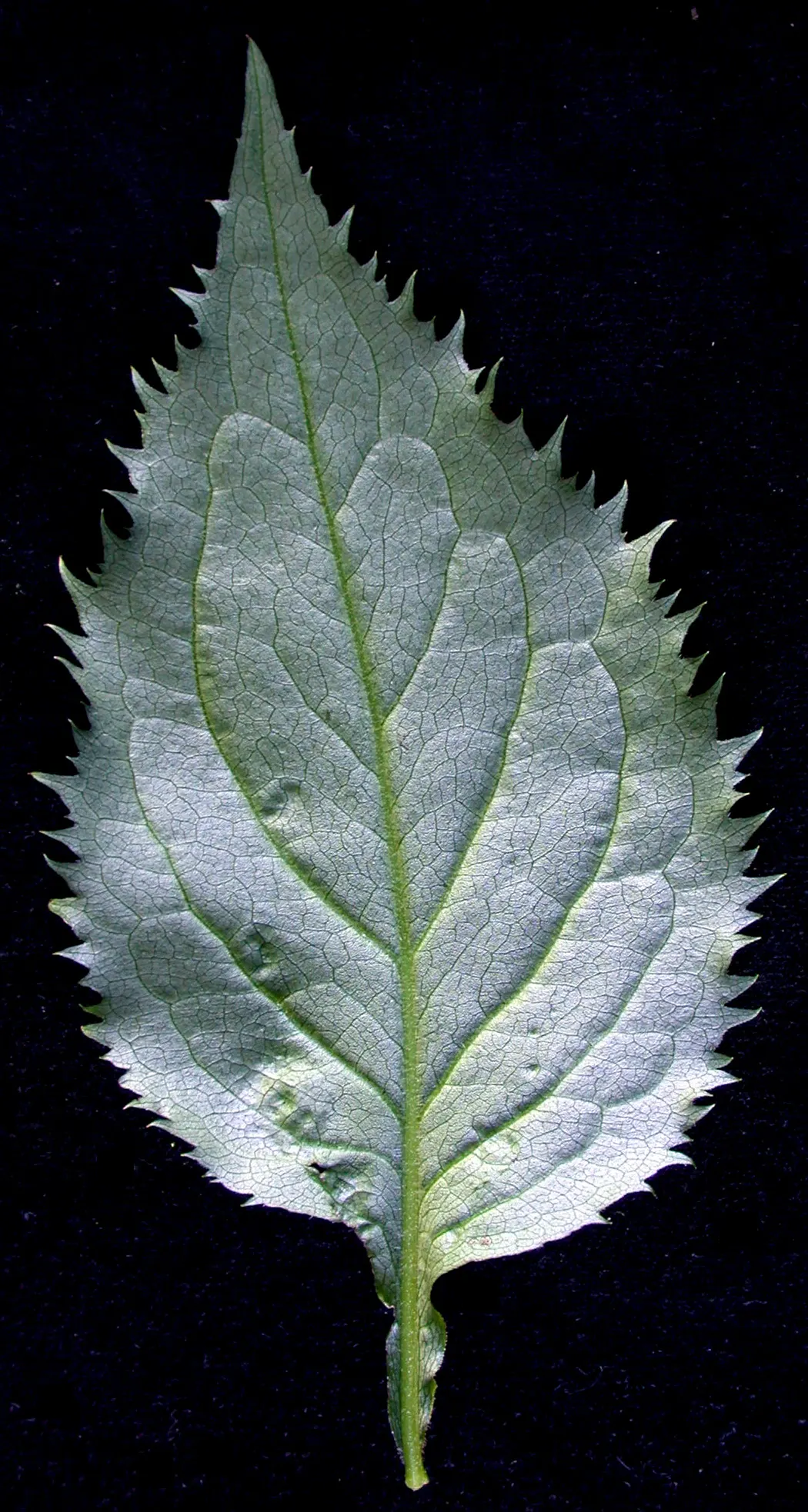 Zig-Zag Goldenrod (Solidago Flexicaulis) — Its foliage is a deep green; is a North American native perennial that brightens up the landscape with its unique