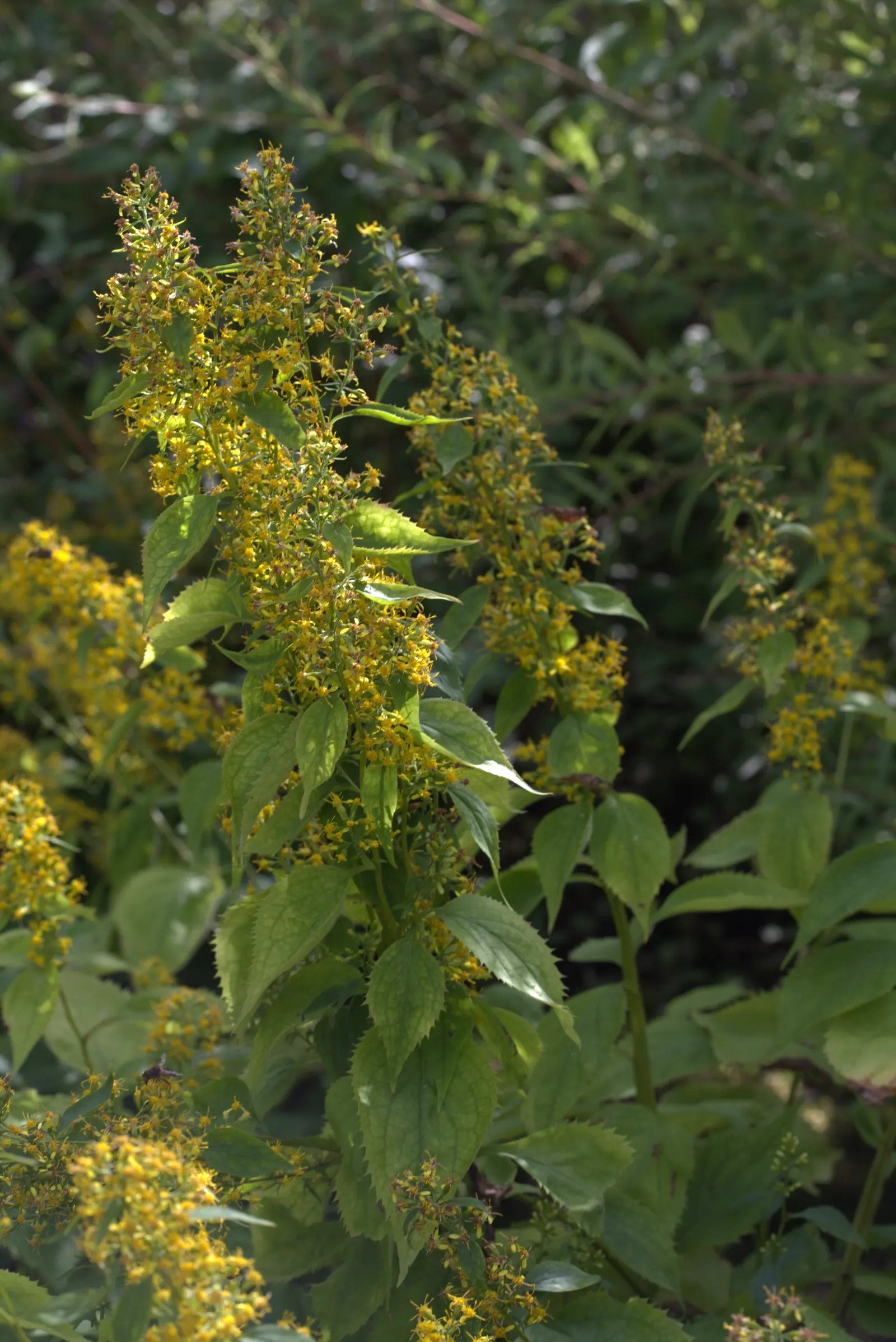 Zig-Zag Goldenrod (Solidago Flexicaulis) — scientifically known as Solidago flexicaulis