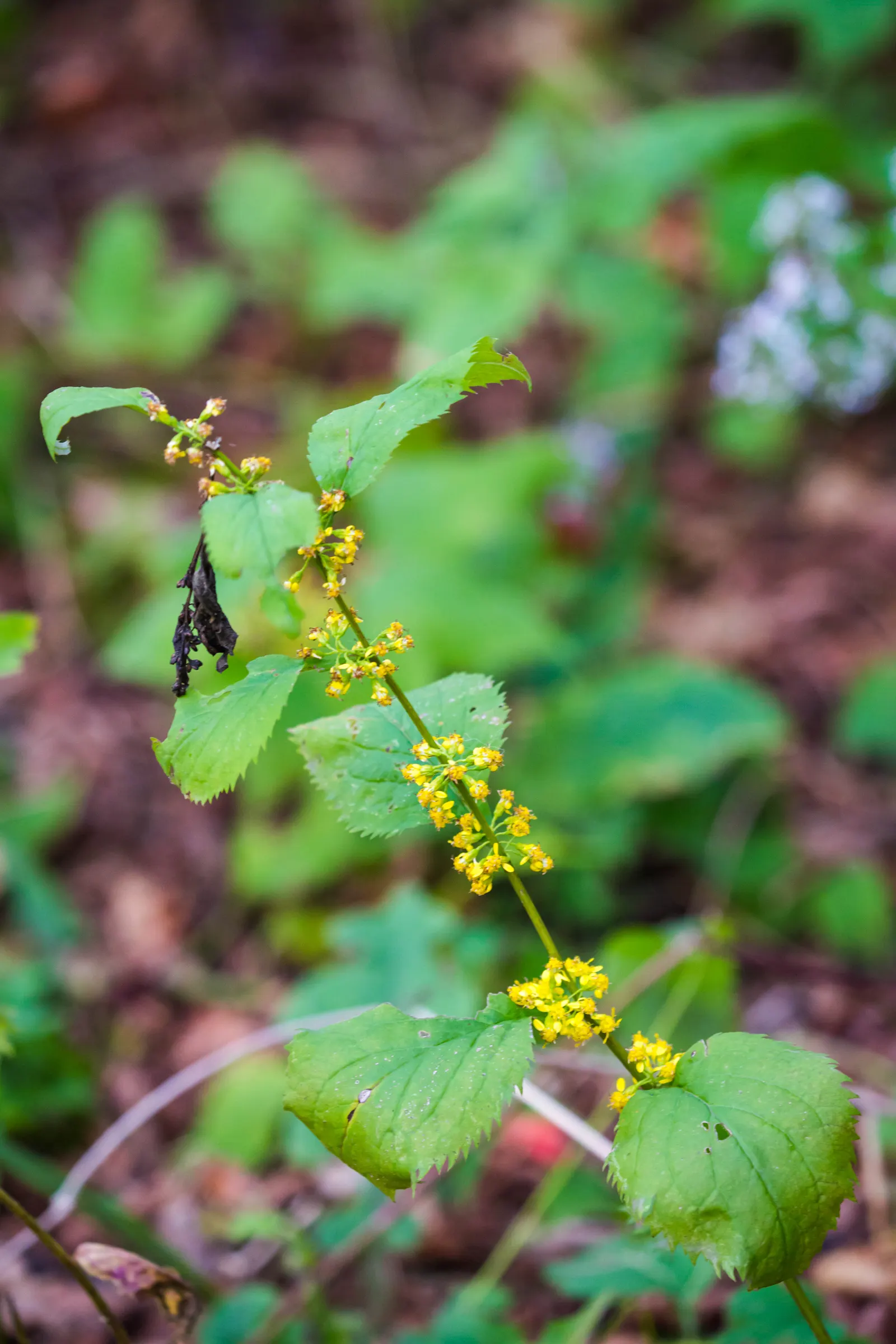 Zig-Zag Goldenrod (Solidago Flexicaulis) — Its foliage is a deep green