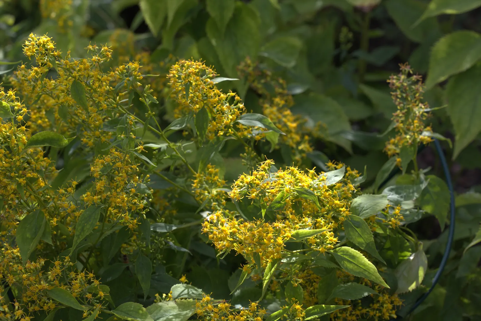 Zig-Zag Goldenrod (Solidago Flexicaulis) — often creating zig-zag patterns; it reaches a mature height of approximately 1.5 to 3 feet with a, image 52