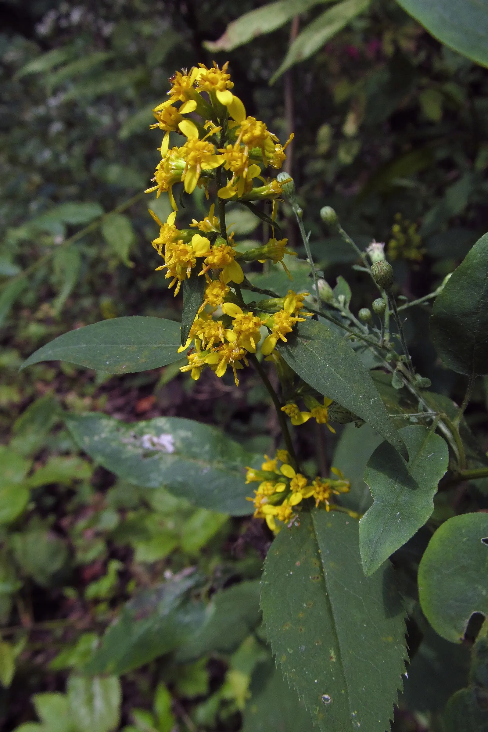 Zig-Zag Goldenrod (Solidago Flexicaulis) — These blooms are grouped in axillary clusters along the upper part of the plant; often creating zig-zag patterns