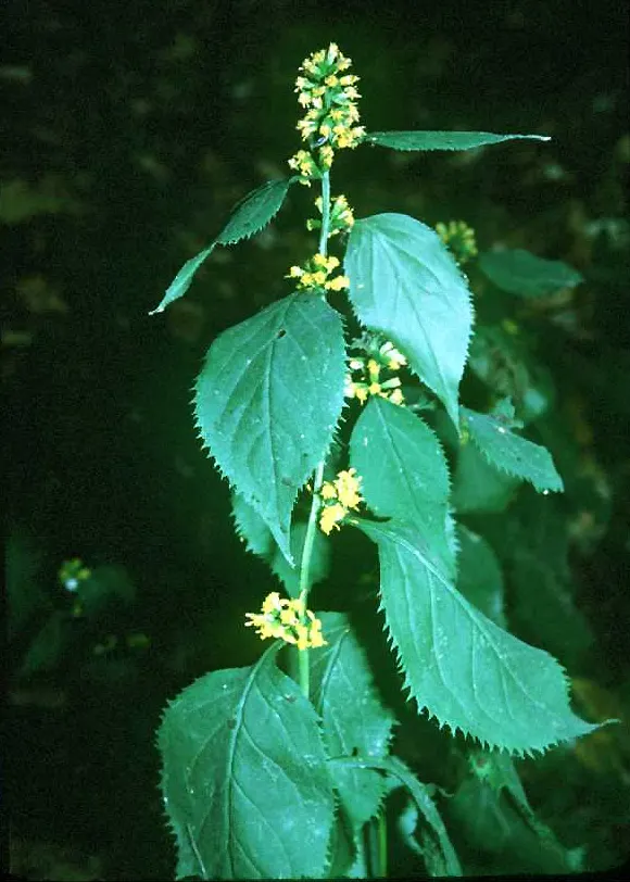 Zig-Zag Goldenrod (Solidago Flexicaulis) — In late summer to early fall, it boasts tiny, bright yellow flowers in attractive, arching clusters; from moist to