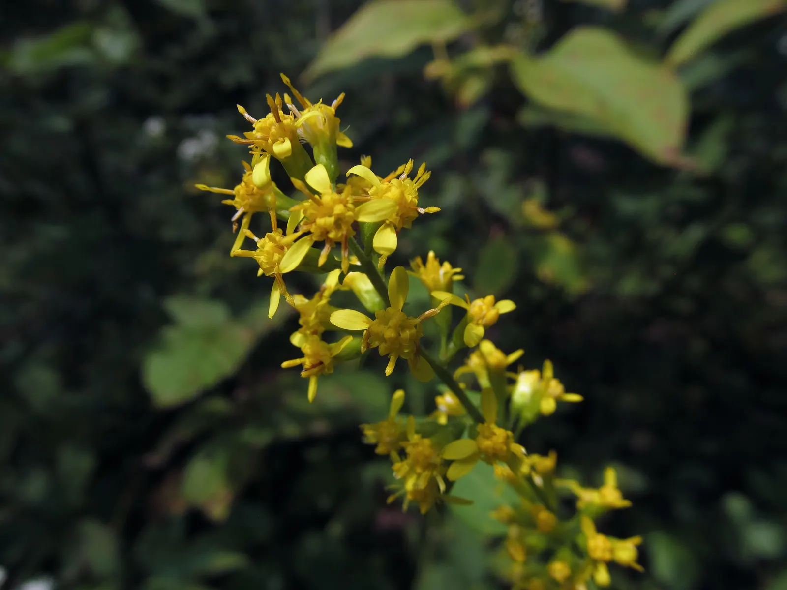 Zig-Zag Goldenrod (Solidago Flexicaulis) — from moist to well-drained conditions and adapts to both full sun and partial shade exposures; the blossoms