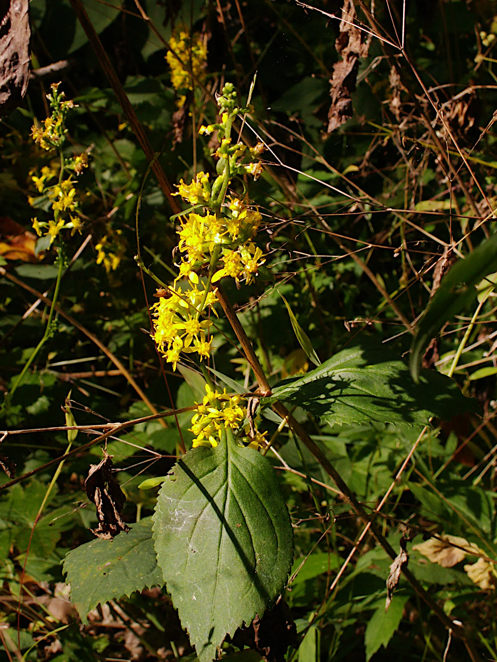 Zig-Zag Goldenrod (Solidago Flexicaulis) — The blossoms typically measure about 1/8 to 1/4 inch across; perennial for full or half