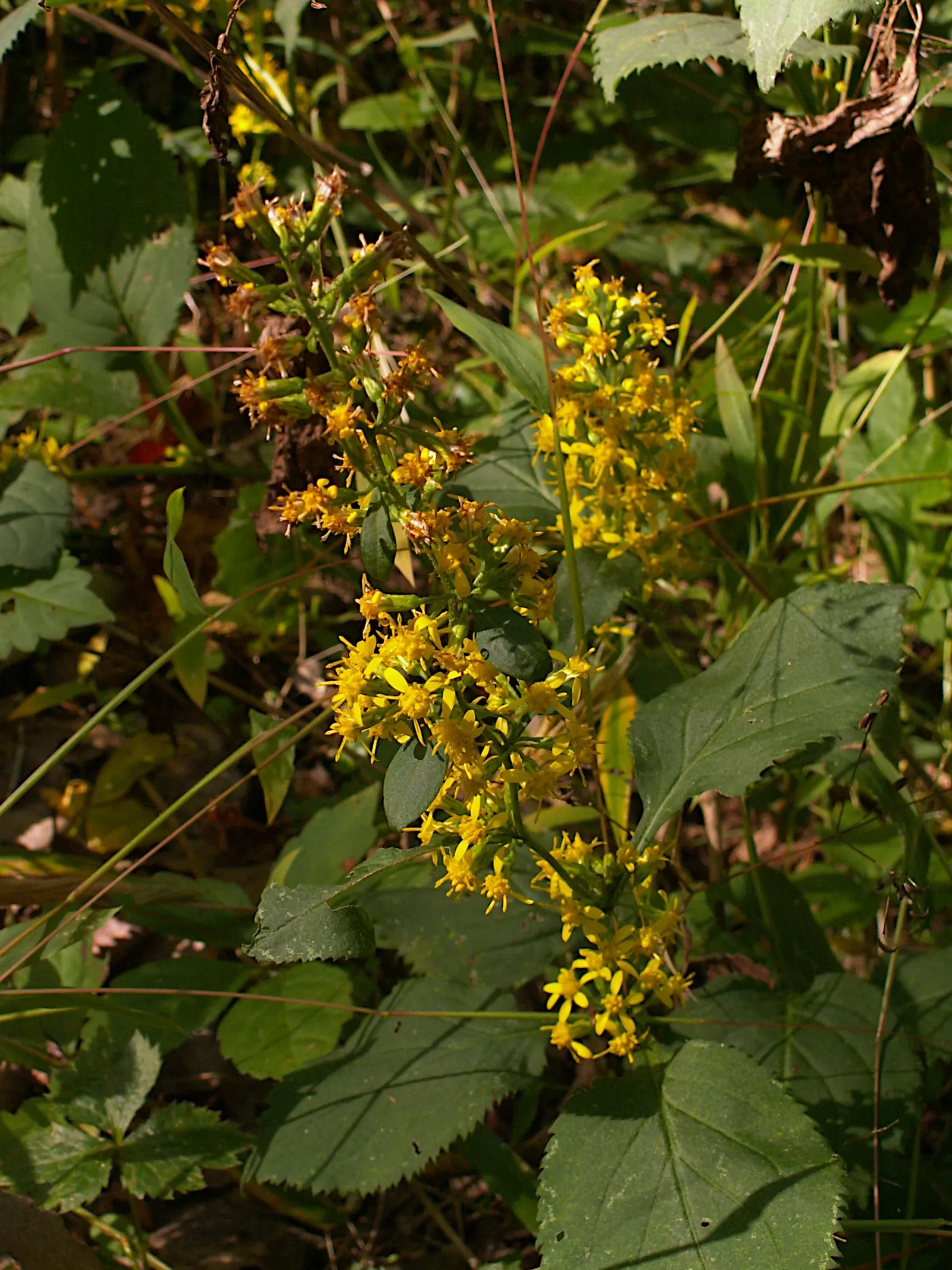 Zig-Zag Goldenrod (Solidago Flexicaulis) — scientifically known as Solidago flexicaulis; its foliage is a deep green