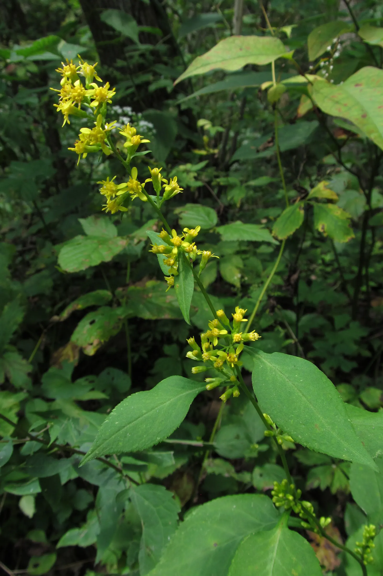 Zig-Zag Goldenrod (Solidago Flexicaulis) — Typically reaching heights of 1.5 to 3 feet, this goldenrod species thrives in partial shade