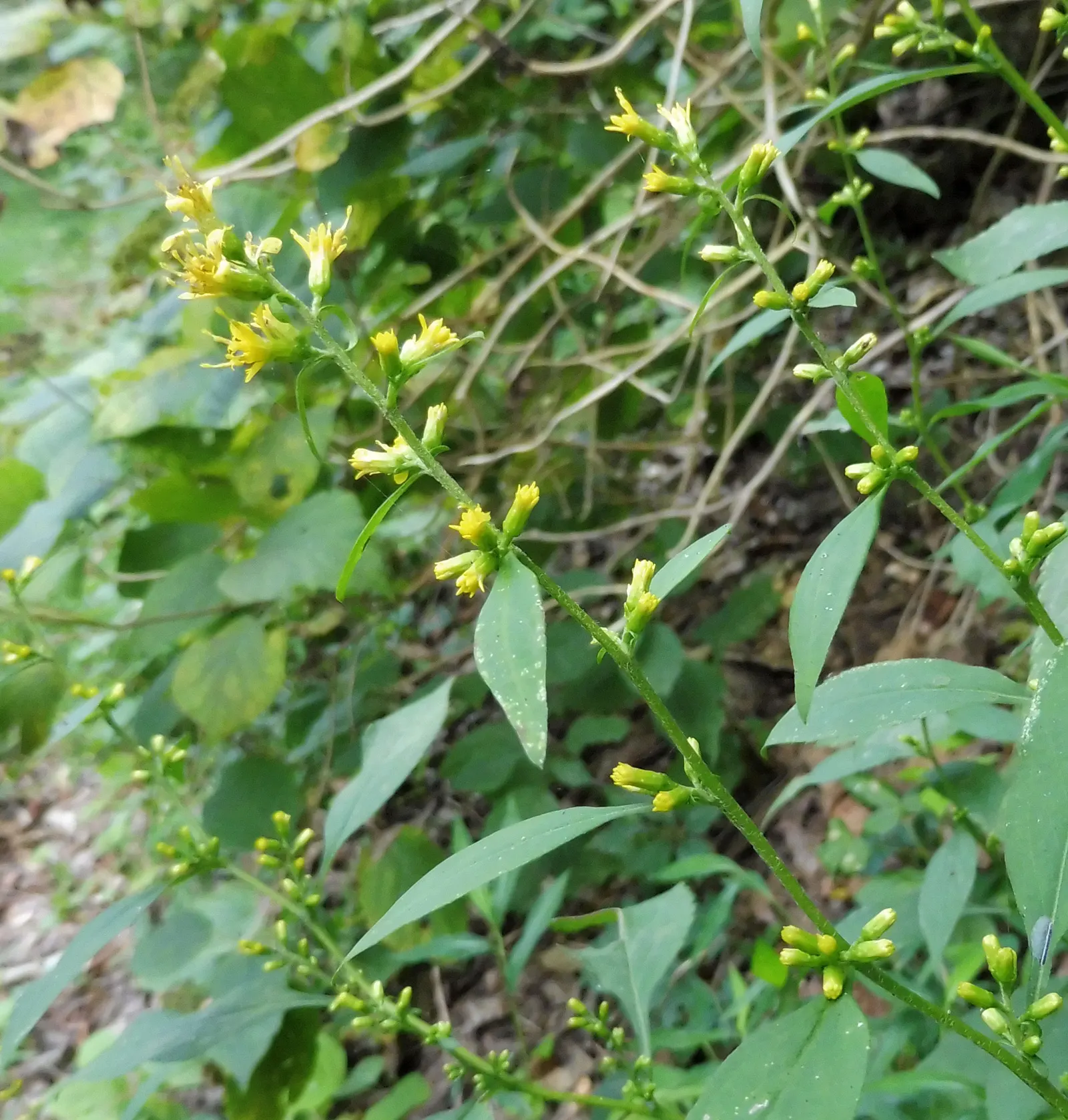 Zig-Zag Goldenrod (Solidago Flexicaulis) — is a North American native perennial that brightens up the landscape with its unique zigzagging stem, image 45
