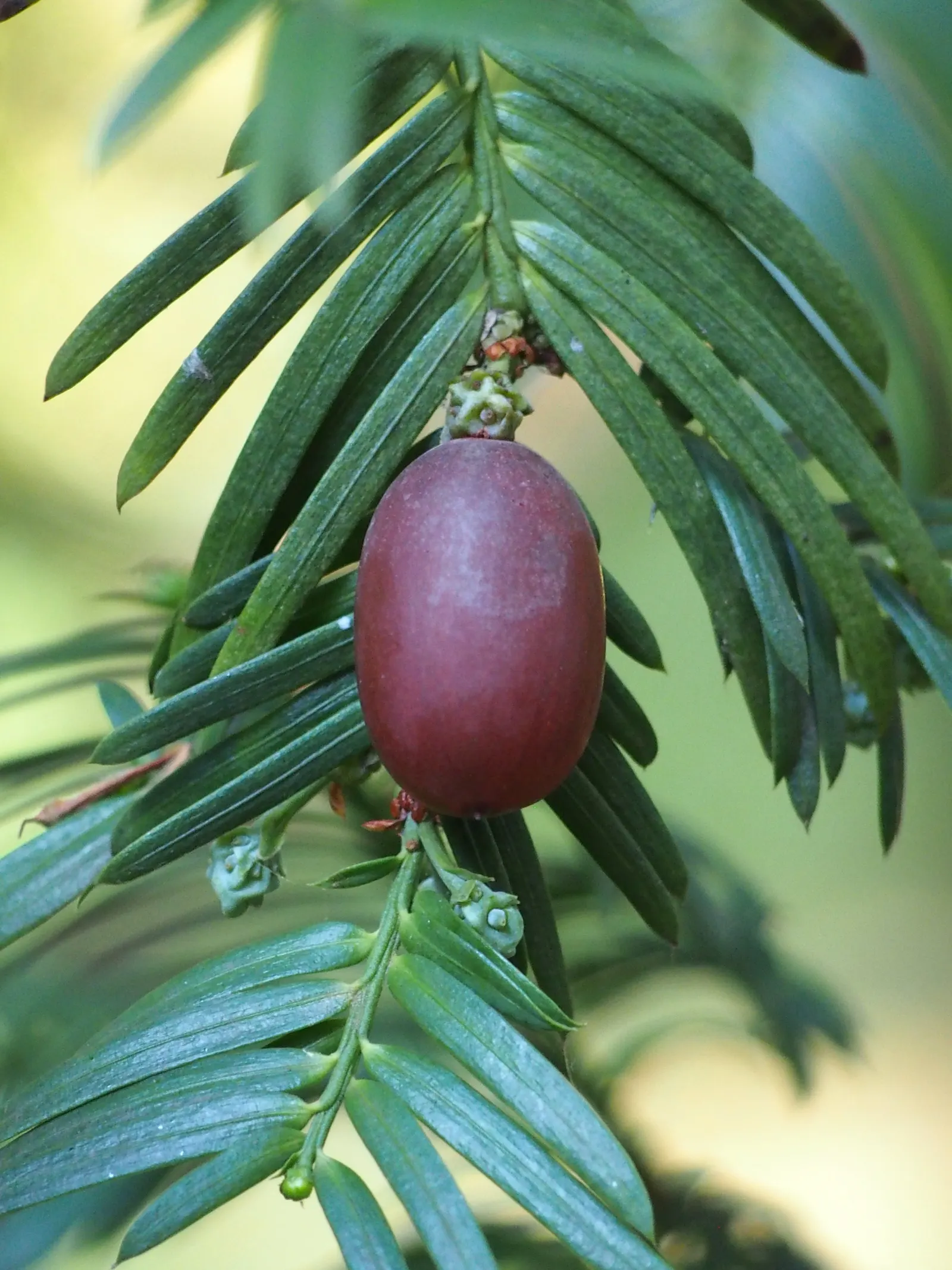 Chinese Plum Yew (Cephalotaxus Fortunei) — is an evergreen conifer known for its refined texture and elegant