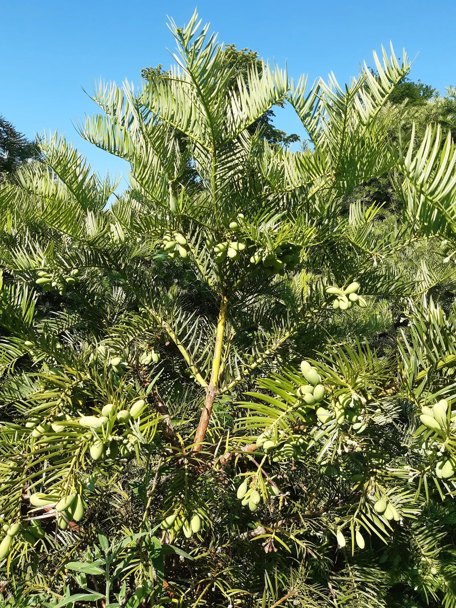 Chinese Plum Yew (Cephalotaxus Fortunei) — The Chinese Plum Yew has a moderate growth rate and is easily maintained with minimal pruning; or as a, image 54