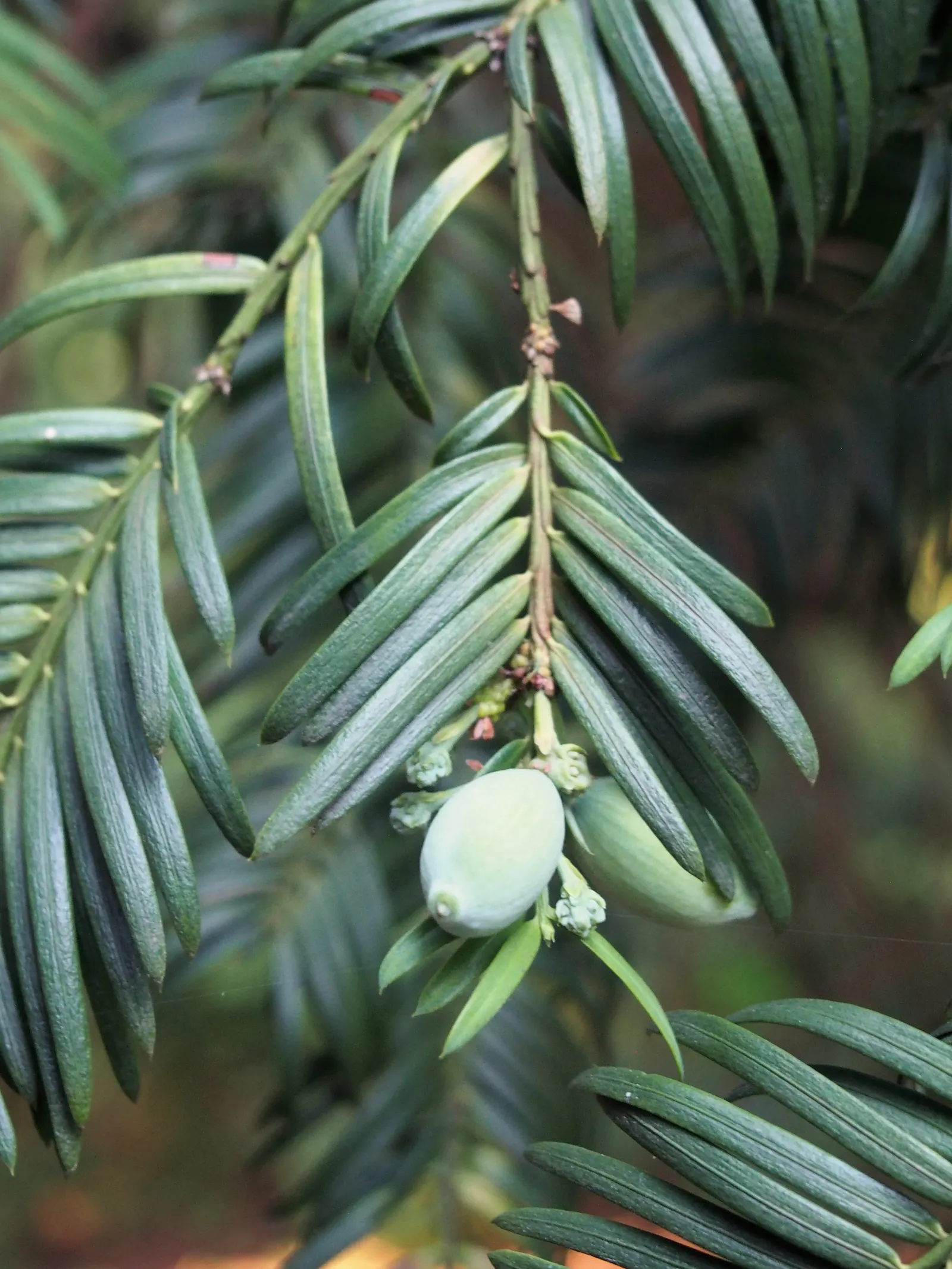 Chinese Plum Yew (Cephalotaxus Fortunei) — providing optimal color and needle retention.<br><br>When designing landscapes; making it ideal for, image 58
