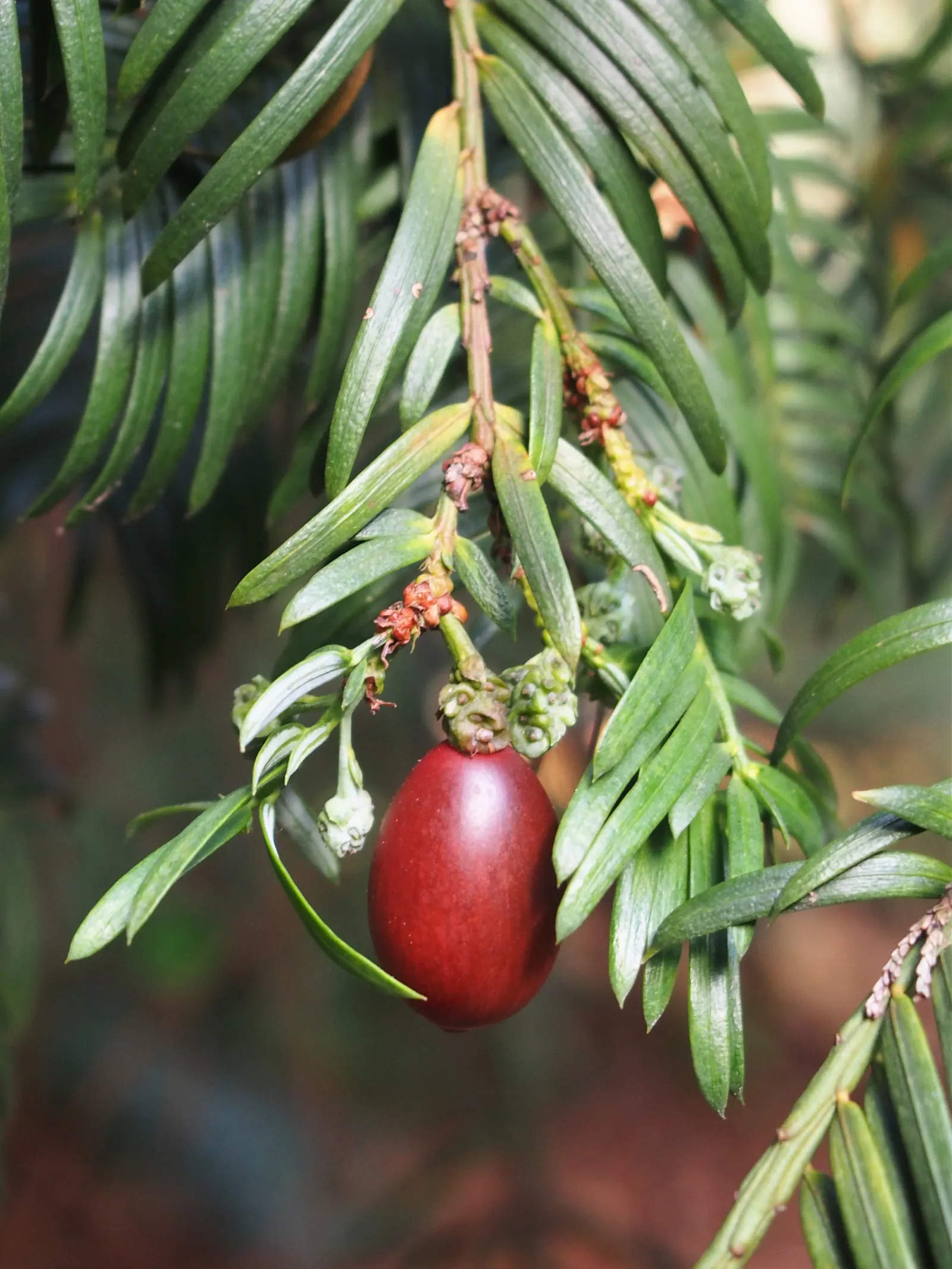Chinese Plum Yew (Cephalotaxus Fortunei) — needle-like foliage offers year-round interest; or as a sophisticated accent in formal garden layouts, image 45