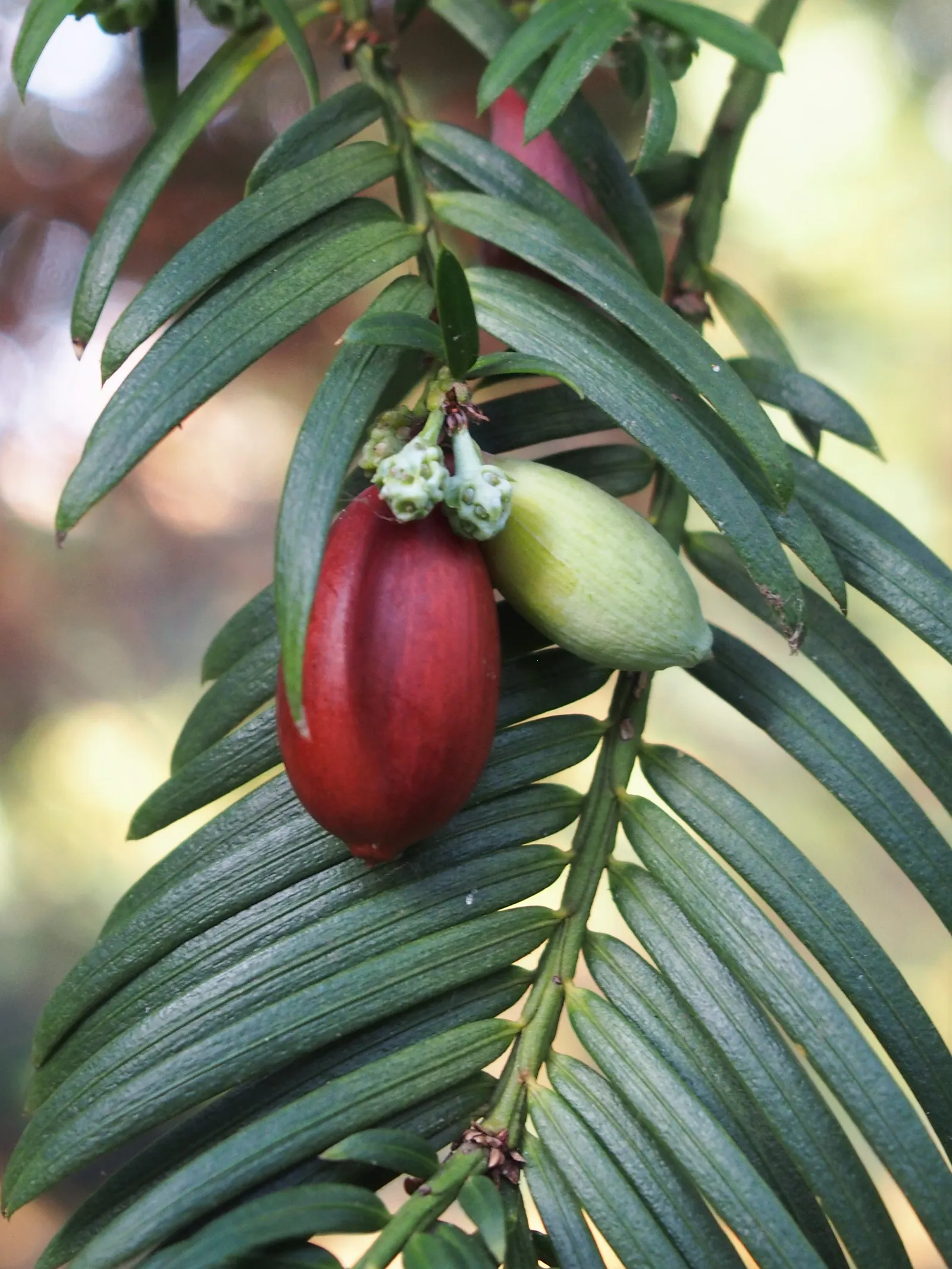 Chinese Plum Yew (Cephalotaxus Fortunei) — shrub for deep shade or shade; or as a sophisticated accent in formal garden layouts