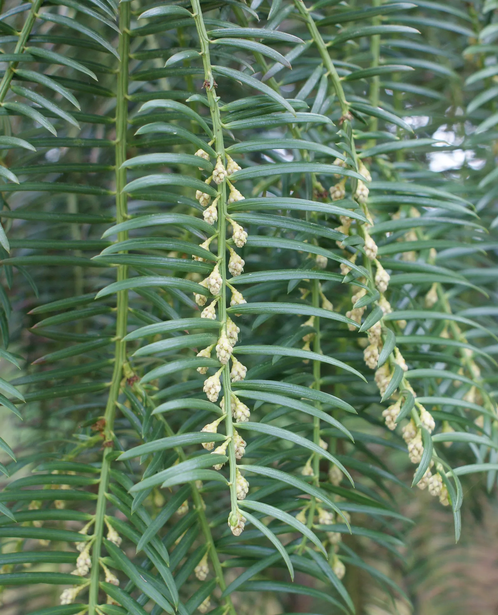 Chinese Plum Yew (Cephalotaxus Fortunei) — shrub for deep shade or shade