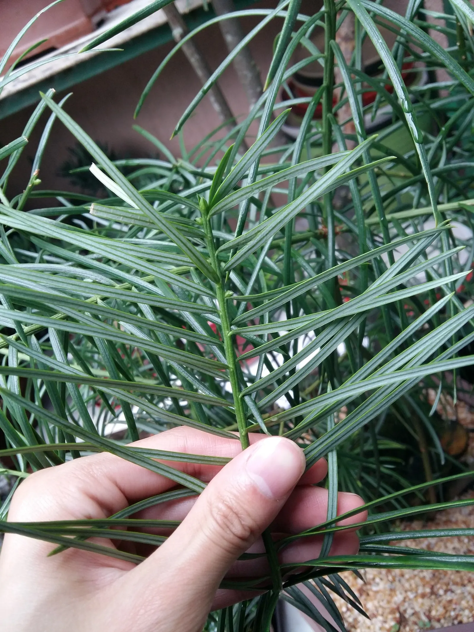 Chinese Plum Yew (Cephalotaxus Fortunei) — The Chinese Plum Yew (Cephalotaxus fortunei) is a resilient evergreen shrub, thriving in USDA zones 7-9; making it