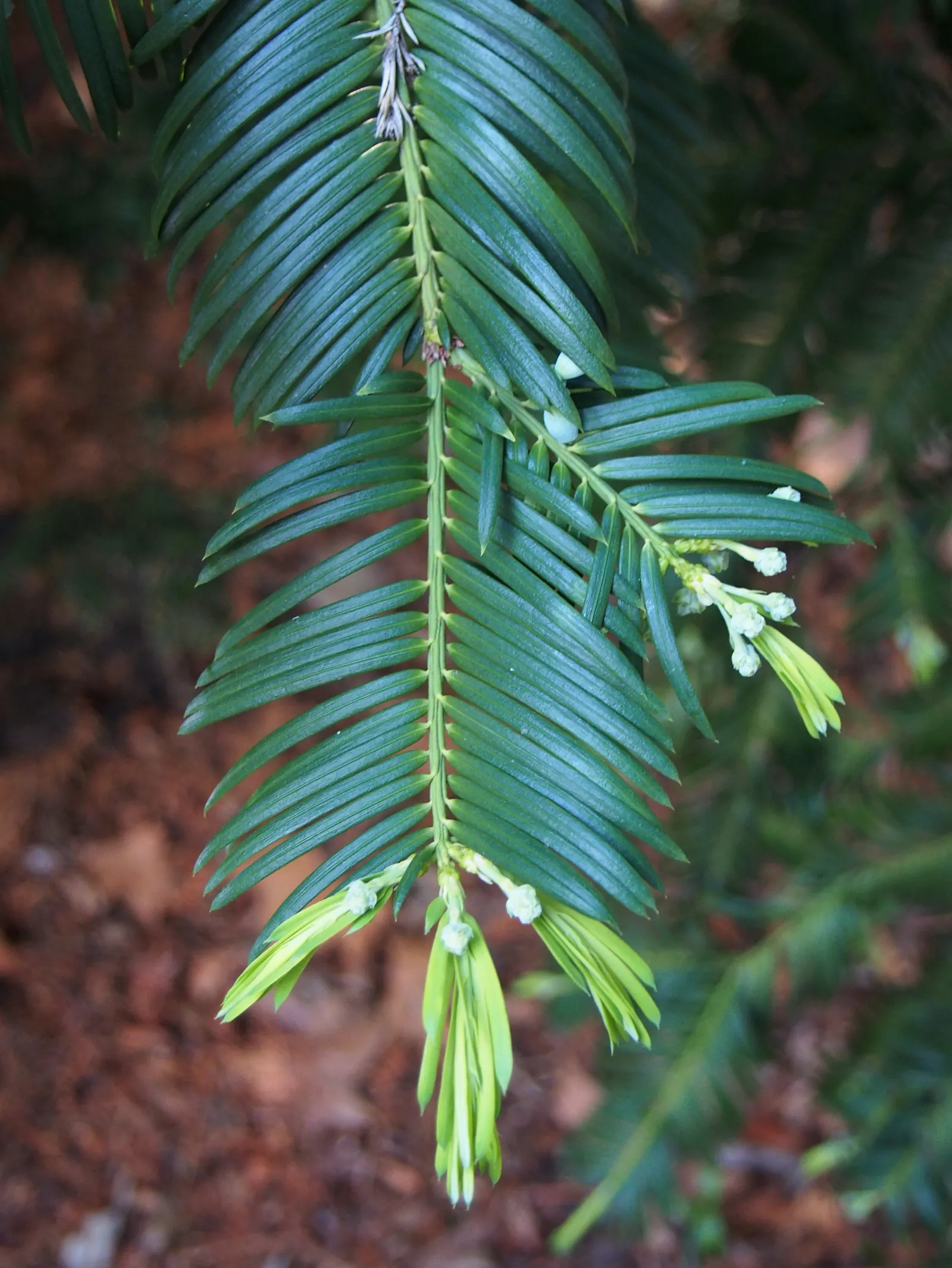 Chinese Plum Yew (Cephalotaxus Fortunei) — It grows to 5-10 feet tall with a spread of 4-6 feet, preferring partial to full shade; typically reaching lengths