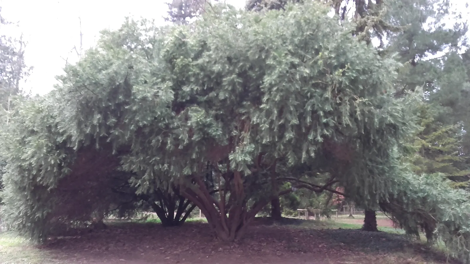 Chinese Plum Yew (Cephalotaxus Fortunei) — consider the Chinese Plum Yew's lush foliage and stately presence to enhance serene garden themes; typically