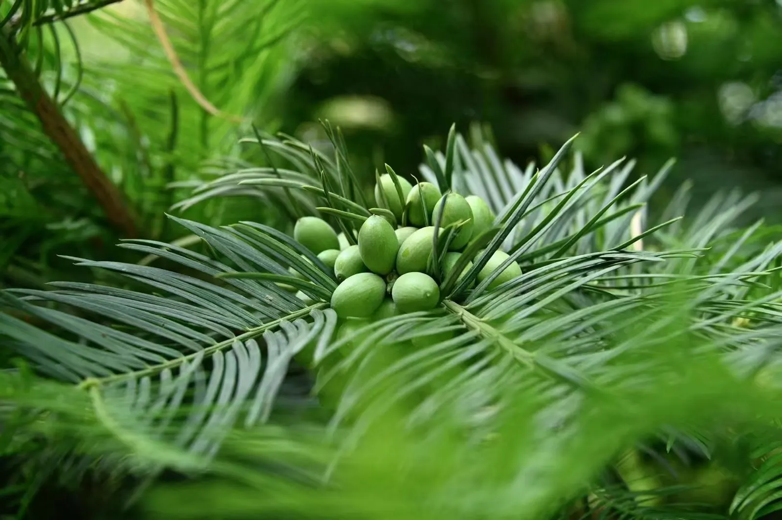 Chinese Plum Yew (Cephalotaxus Fortunei) — the Chinese Plum Yew offers a graceful; or as a sophisticated accent in formal garden layouts