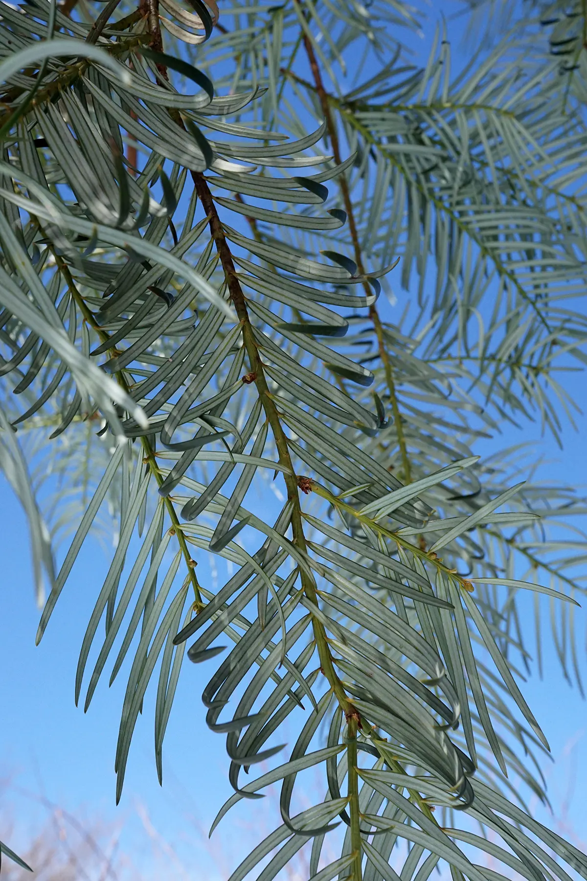 Chinese Plum Yew (Cephalotaxus Fortunei) — making it ideal for shaded foundations or woodland gardens, image 46