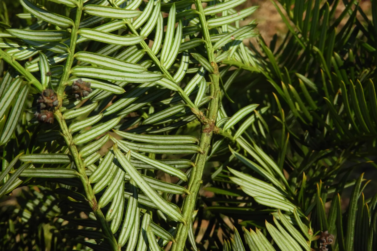 Chinese Plum Yew (Cephalotaxus Fortunei) — consider the Chinese Plum Yew's lush foliage and stately presence to enhance serene garden themes