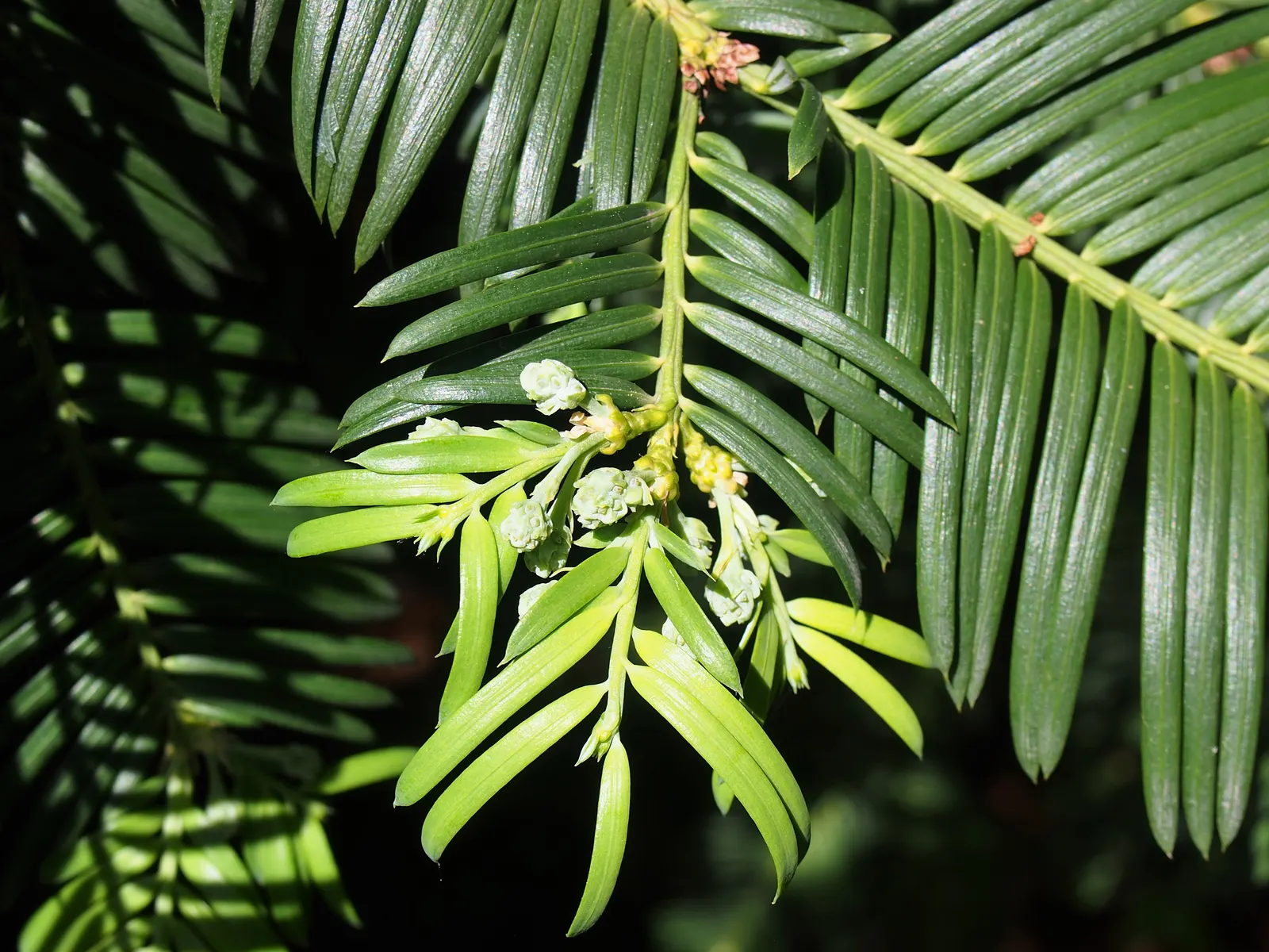 Chinese Plum Yew (Cephalotaxus Fortunei) — It also adapts well to container planting