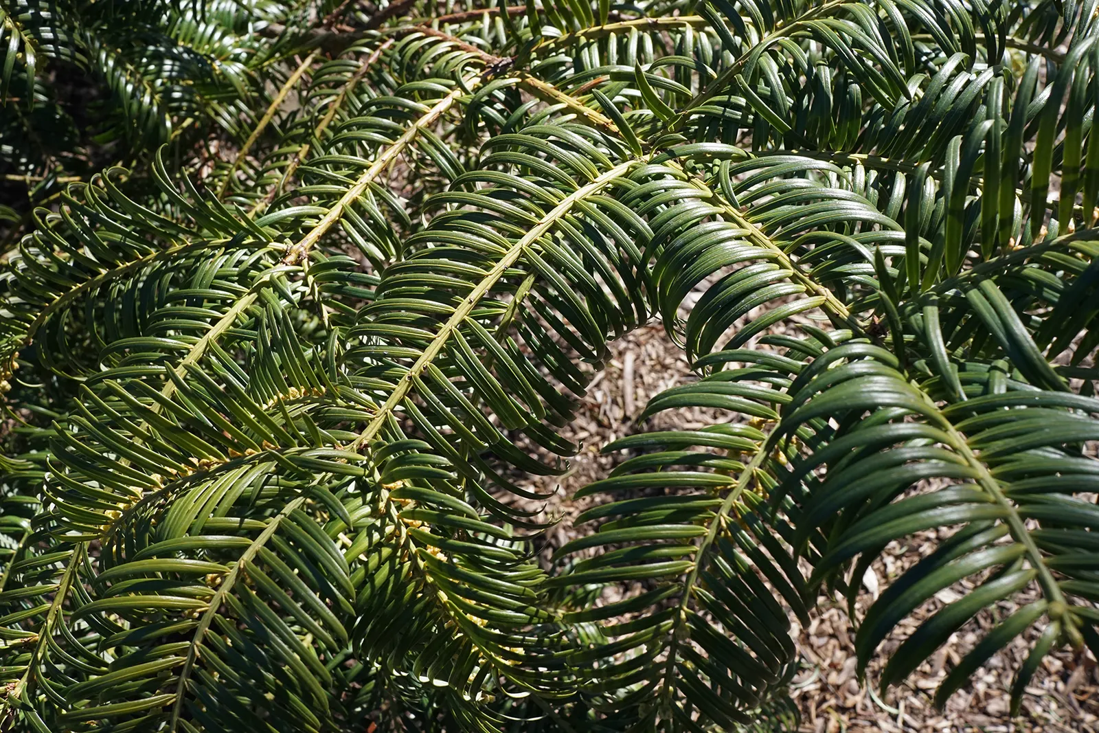 Chinese Plum Yew (Cephalotaxus Fortunei) — or as a sophisticated accent in formal garden layouts