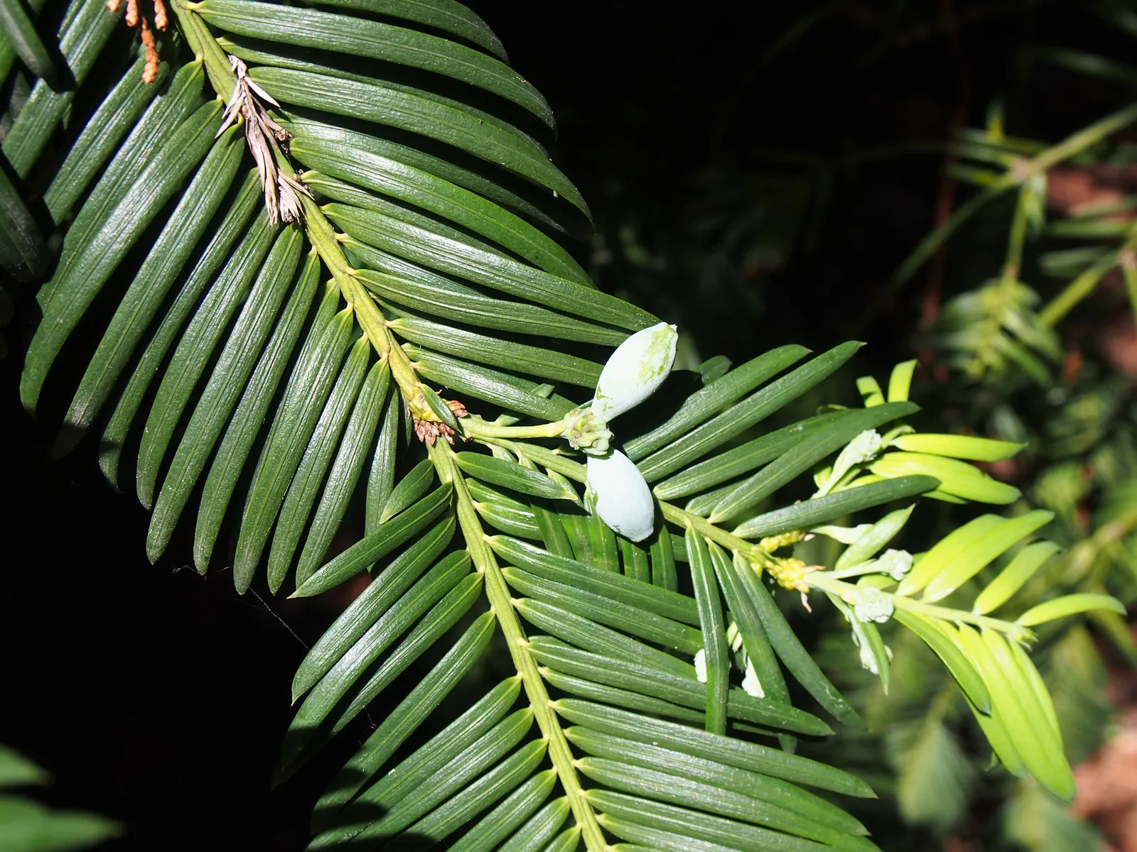 Chinese Plum Yew (Cephalotaxus Fortunei) — adding both beauty and resilience to a well-thought-out garden composition; typically reaching lengths, image 62