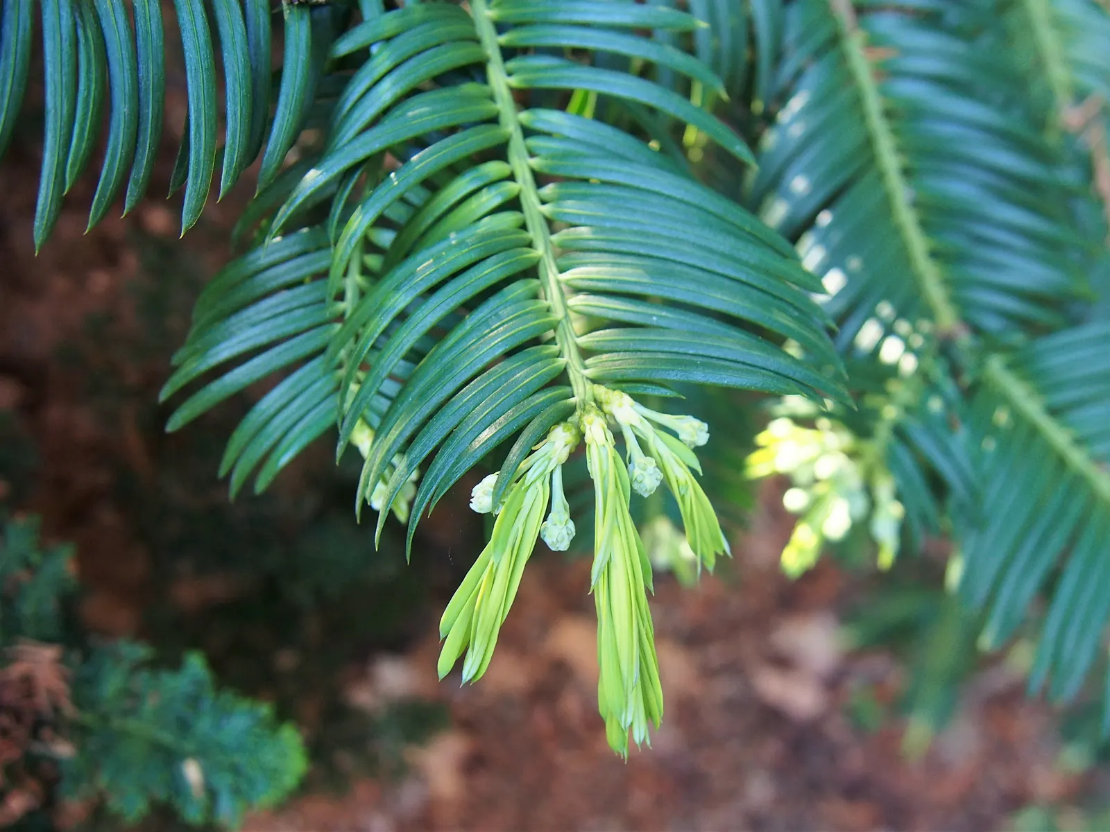 Chinese Plum Yew (Cephalotaxus Fortunei) — making it ideal for shaded foundations or woodland gardens
