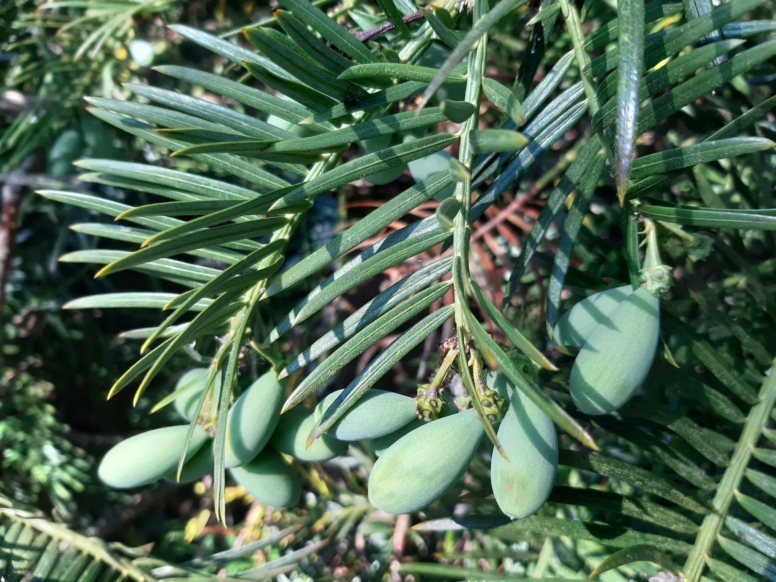 Chinese Plum Yew (Cephalotaxus Fortunei) — needle-like leaves are arranged in a dense; making it ideal for shaded foundations or woodland gardens, image 52