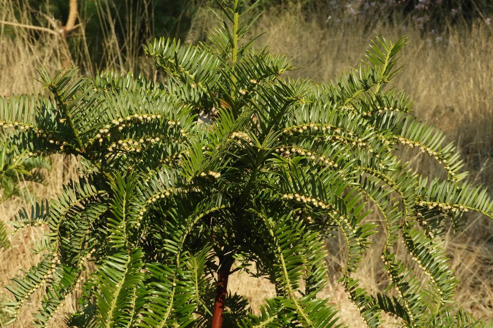 Chinese Plum Yew (Cephalotaxus Fortunei) — including dry shade and urban environments; making it ideal for shaded foundations or woodland gardens