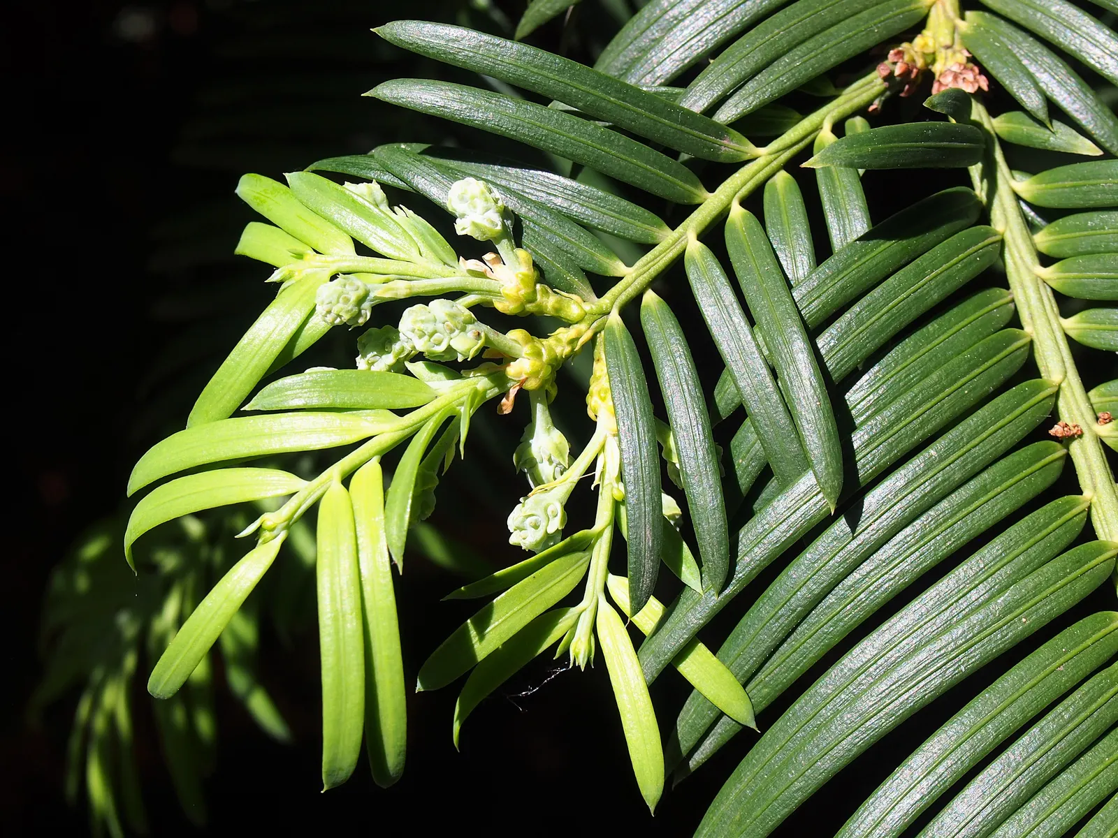 Chinese Plum Yew (Cephalotaxus Fortunei) — The Chinese Plum Yew has a moderate growth rate and is easily maintained with minimal pruning; or as a sophisticated