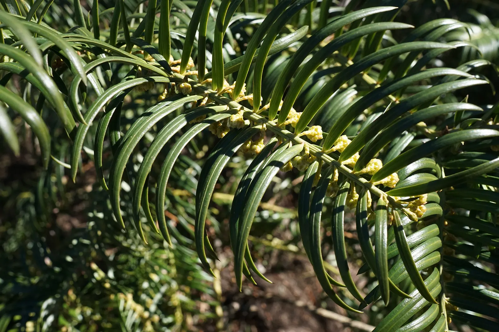 Chinese Plum Yew (Cephalotaxus Fortunei) — needle-like leaves are arranged in a dense