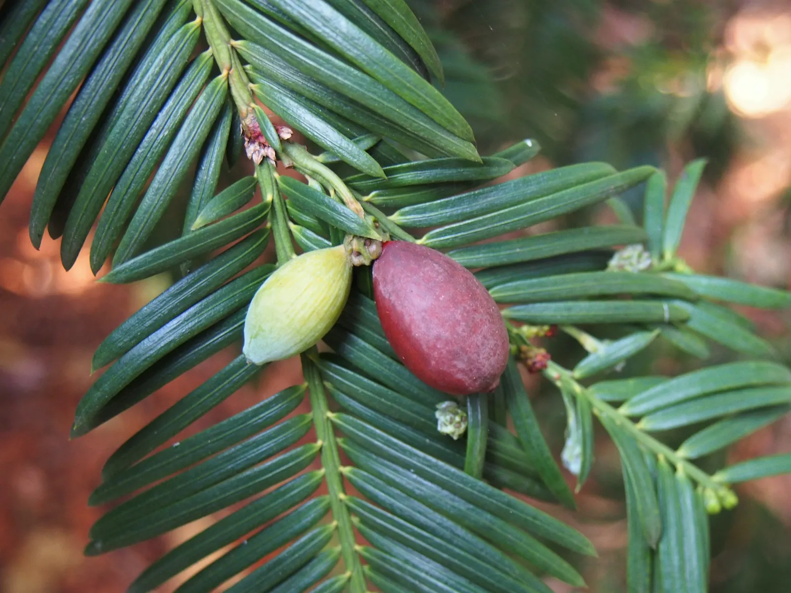 Chinese Plum Yew (Cephalotaxus Fortunei) — the Chinese Plum Yew offers a graceful; or as a sophisticated accent in formal garden layouts, image 51
