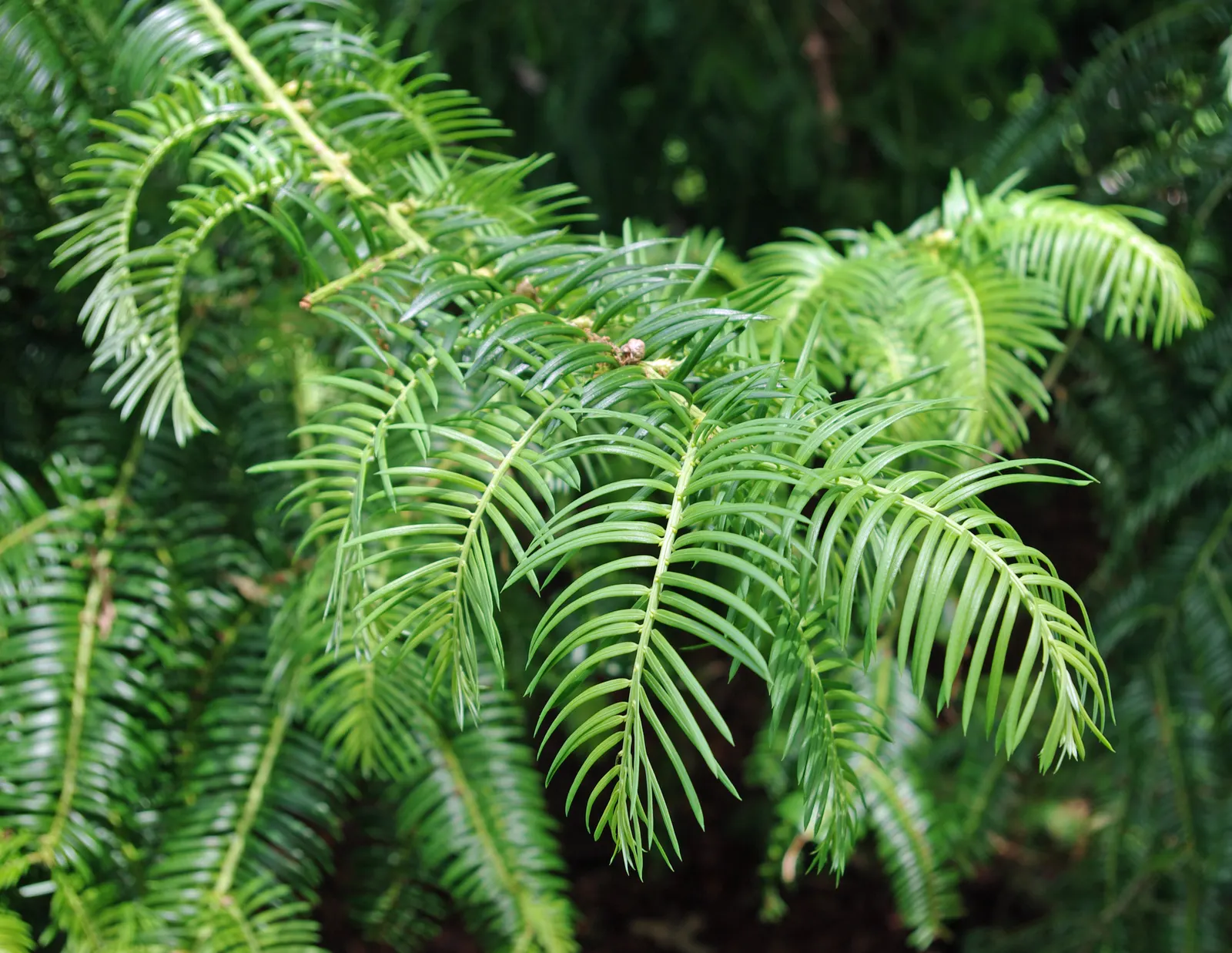 Chinese Plum Yew (Cephalotaxus Fortunei) — It thrives in full to partial shade; or as a sophisticated accent in formal garden layouts