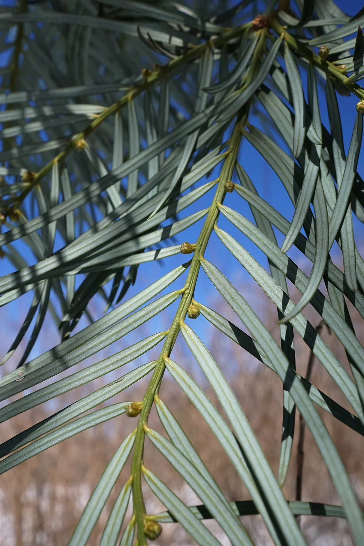 Chinese Plum Yew (Cephalotaxus Fortunei) — Reaching heights of up to 10 to 15 feet with a spread of 6 to 8 feet; typically reaching lengths of 2 to, image 50