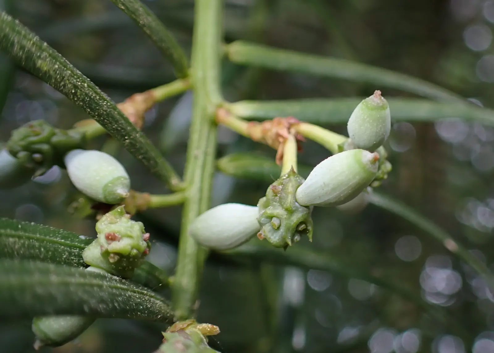 Chinese Plum Yew (Cephalotaxus Fortunei) — making it ideal for use as an understory plant