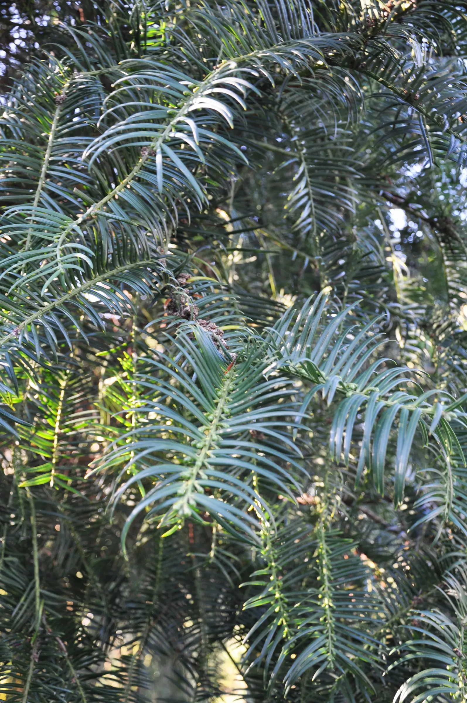 Chinese Plum Yew (Cephalotaxus Fortunei) — shrub for deep shade or shade; or as a sophisticated accent in formal garden layouts, image 63