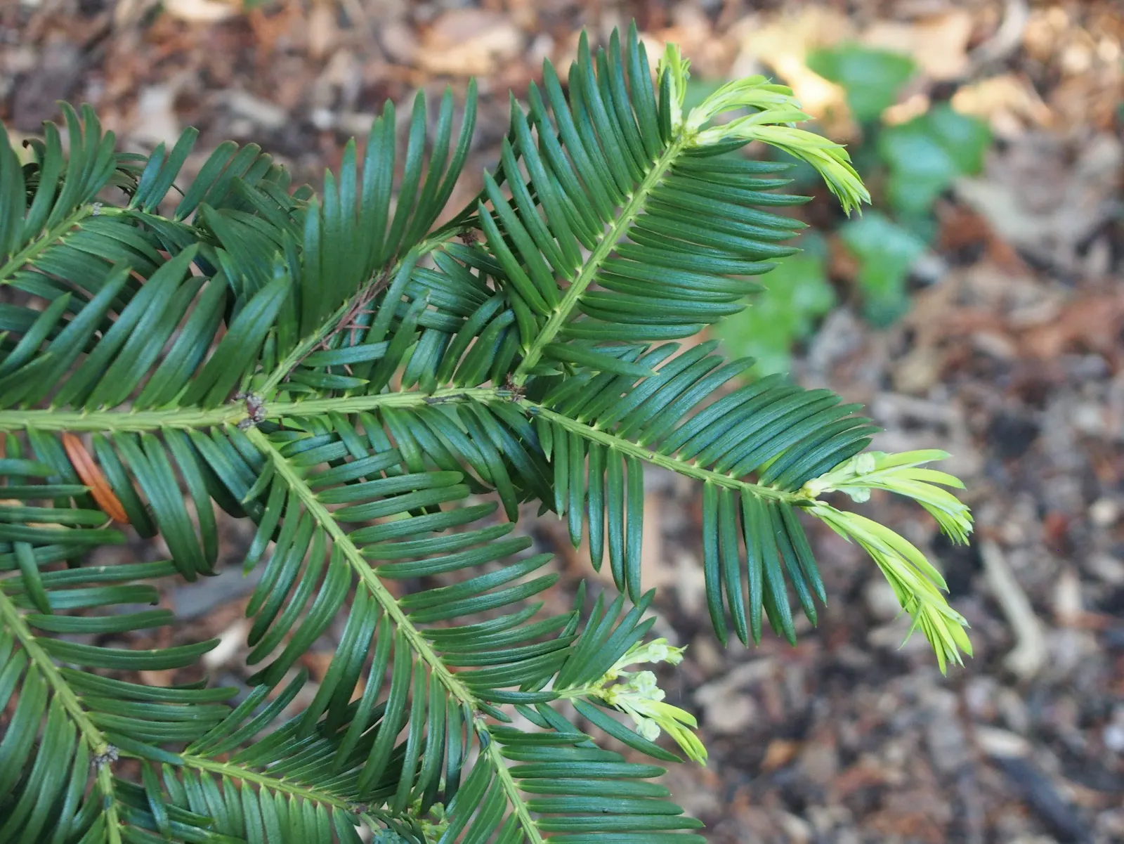 Chinese Plum Yew (Cephalotaxus Fortunei) — providing optimal color and needle retention.<br><br>When designing landscapes