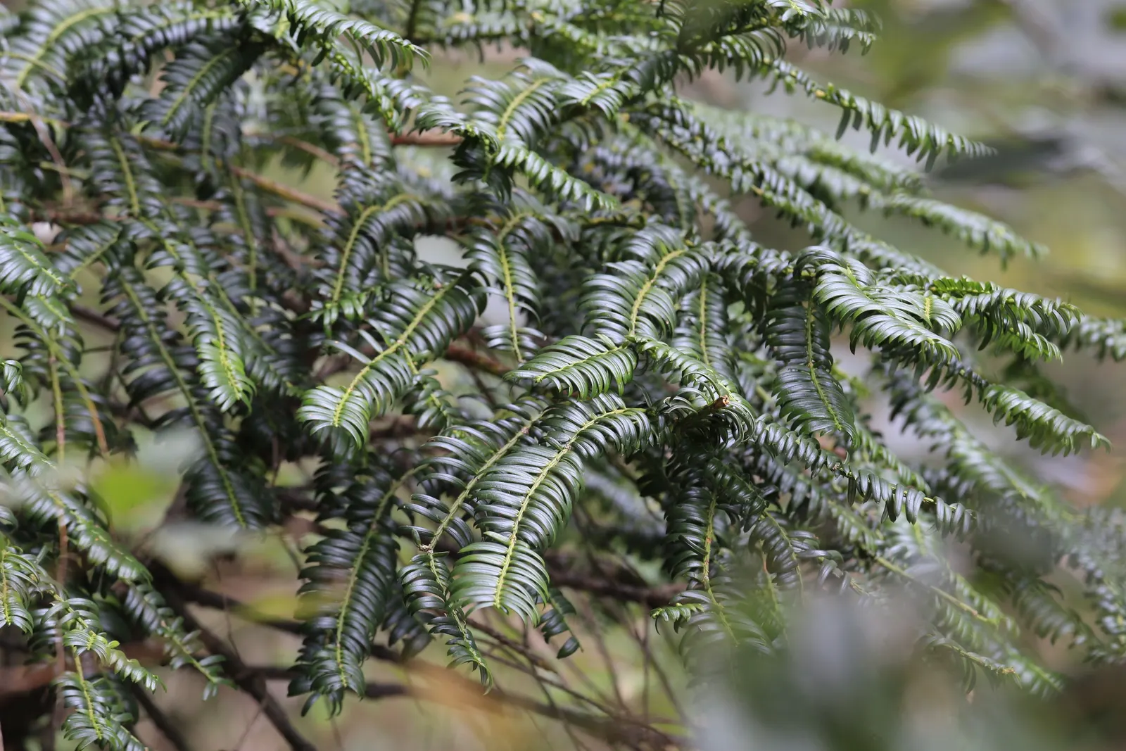 Chinese Plum Yew (Cephalotaxus Fortunei) — typically reaching lengths of 2 to 4 inches, image 32