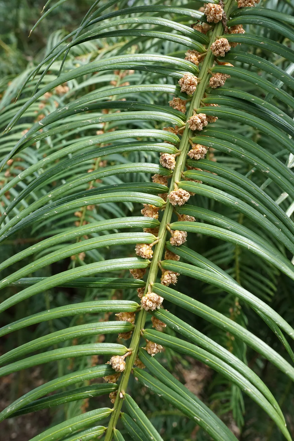 Chinese Plum Yew (Cephalotaxus Fortunei) — It embodies an east-meets-west aesthetic; making it ideal for shaded foundations or woodland gardens