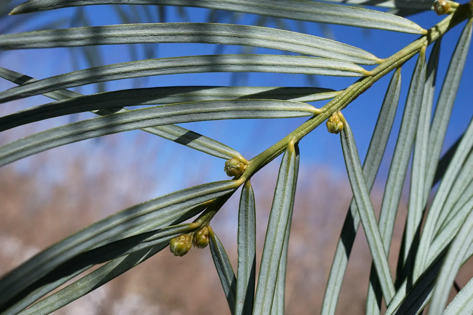 Chinese Plum Yew (Cephalotaxus Fortunei) — It also adapts well to container planting; typically reaching lengths of 2 to 4 inches, image 56