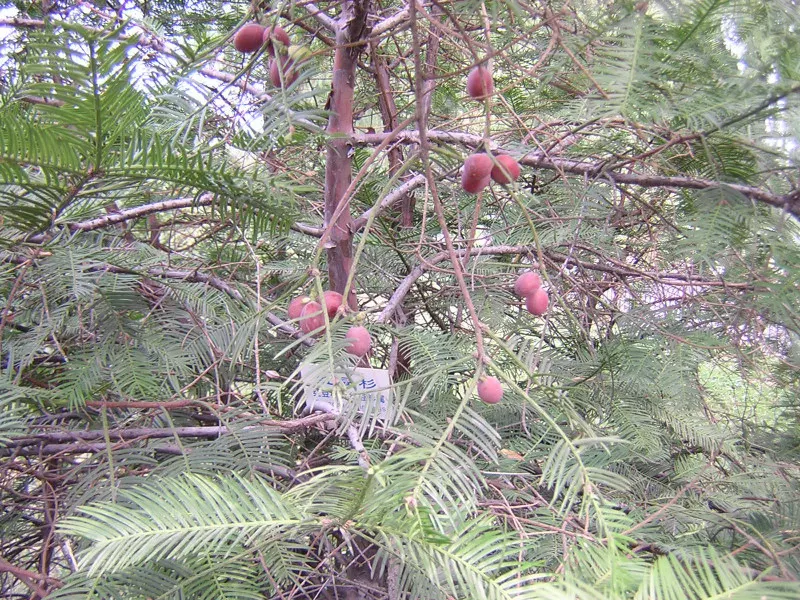 Chinese Plum Yew (Cephalotaxus Fortunei) — It thrives in full to partial shade