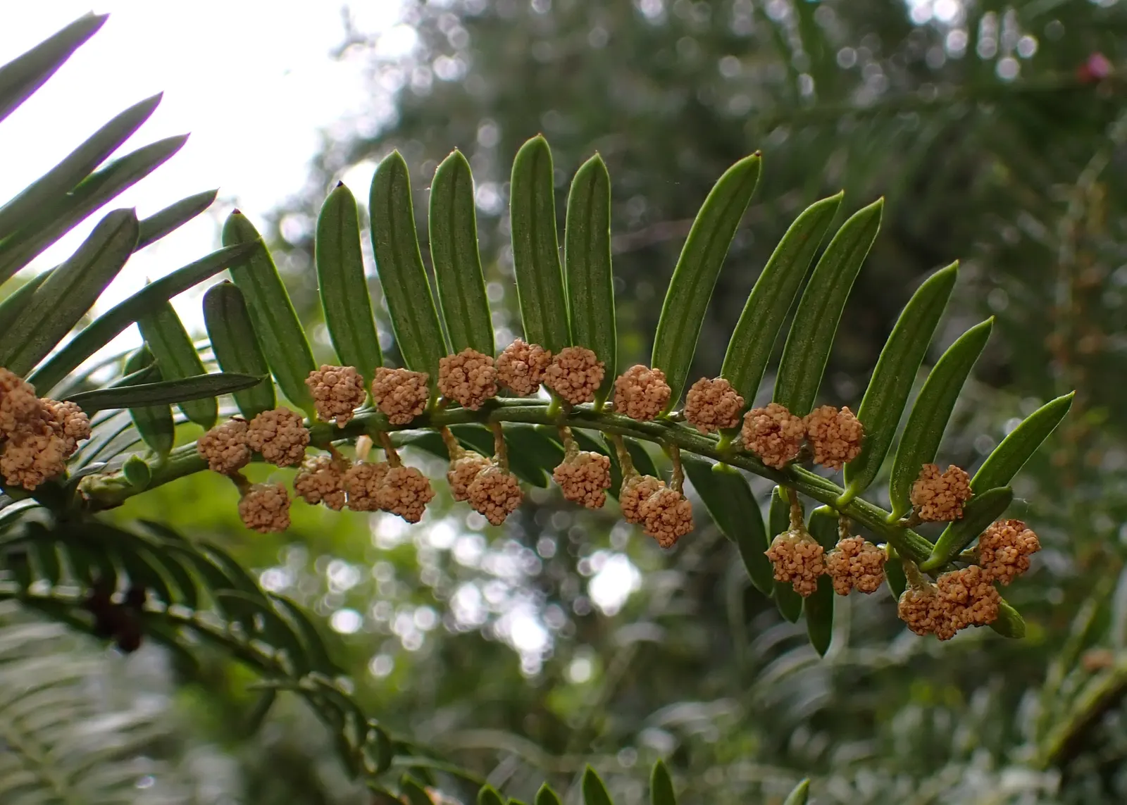 Chinese Plum Yew (Cephalotaxus Fortunei) — It grows to 5-10 feet tall with a spread of 4-6 feet, preferring partial to full shade