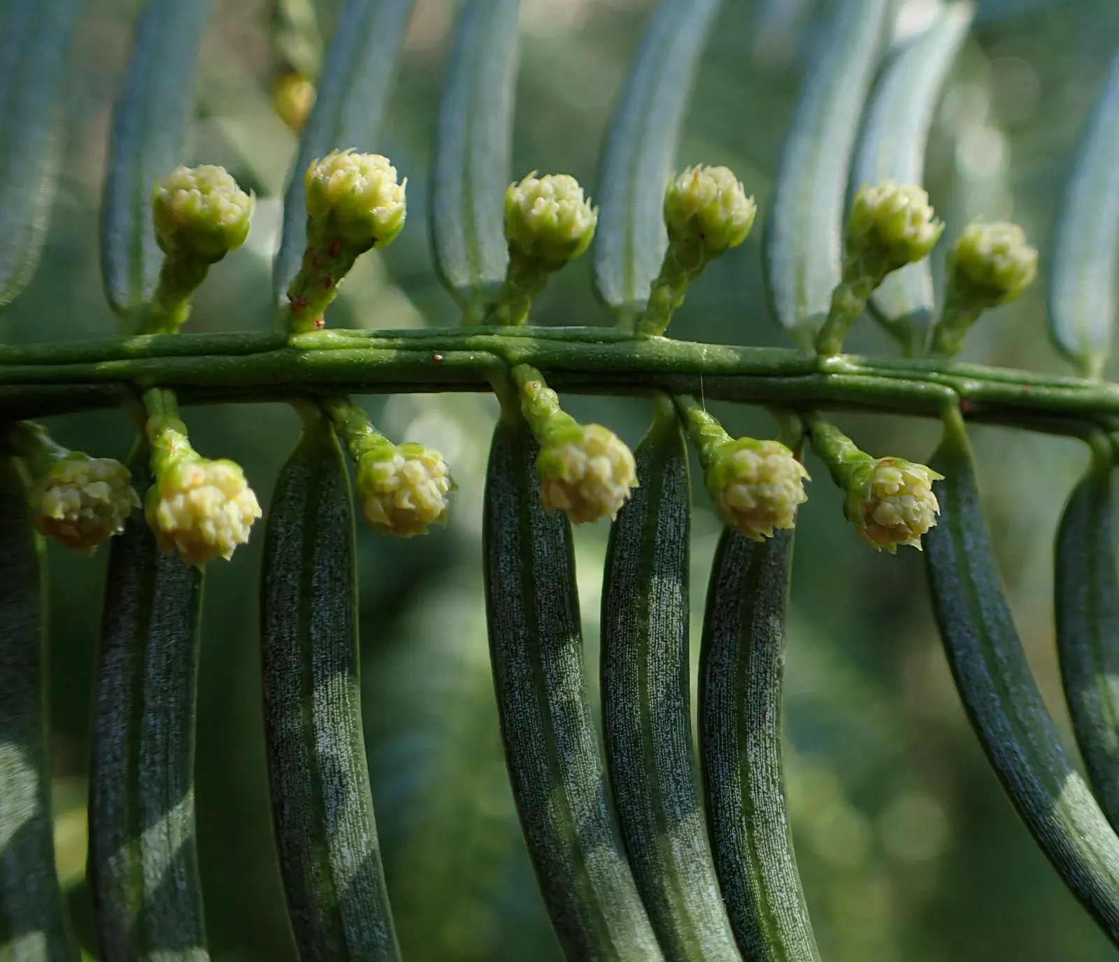 Chinese Plum Yew (Cephalotaxus Fortunei) — consider the Chinese Plum Yew's lush foliage and stately presence to enhance serene garden themes, image 59