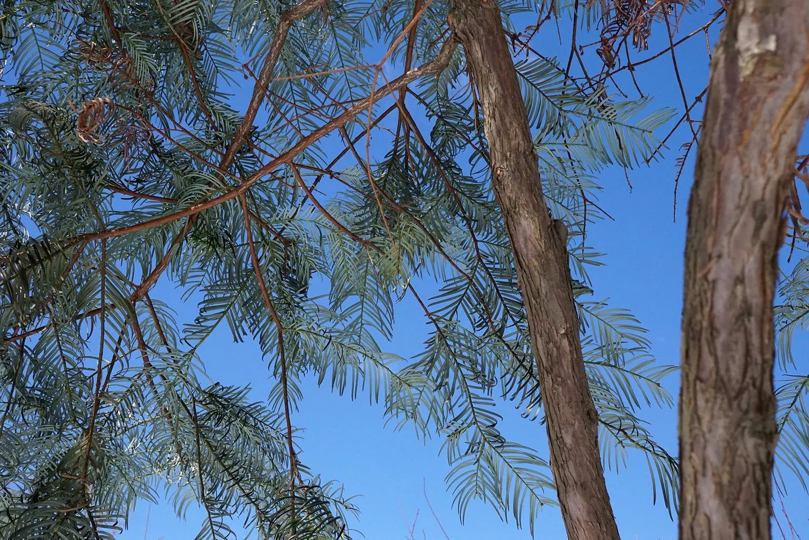 Chinese Plum Yew (Cephalotaxus Fortunei) — It thrives in full to partial shade; or as a sophisticated accent in formal garden layouts, image 57