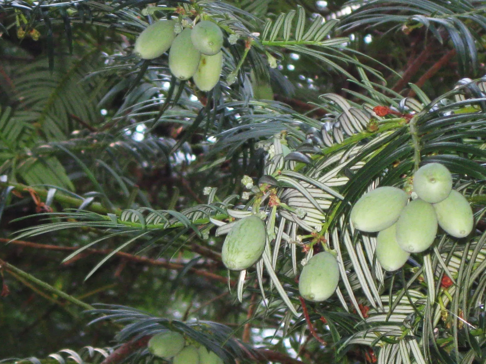 Chinese Plum Yew (Cephalotaxus Fortunei) — It also adapts well to container planting; typically reaching lengths of 2 to 4 inches