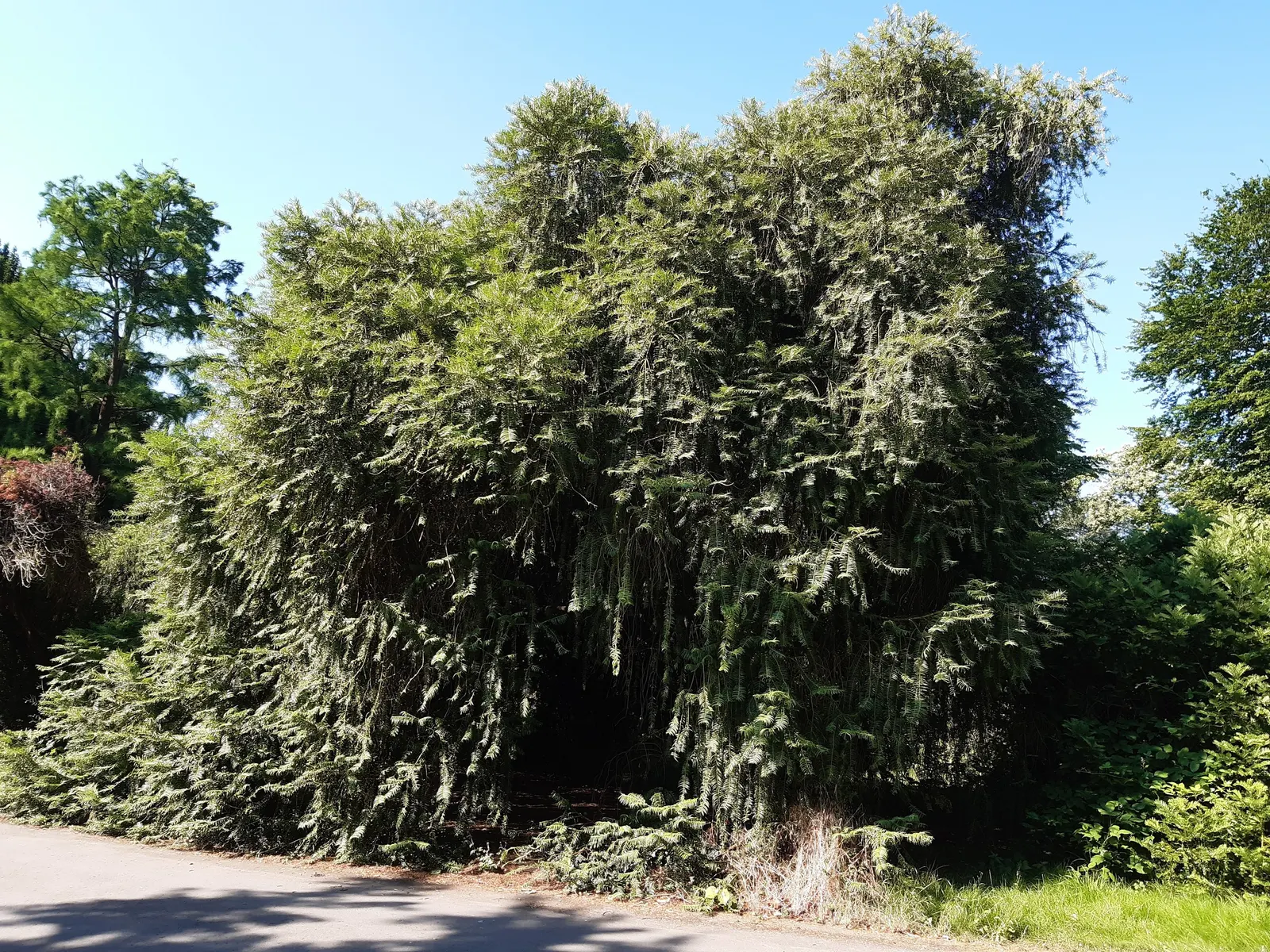 Chinese Plum Yew (Cephalotaxus Fortunei) — or as a sophisticated accent in formal garden layouts, image 60