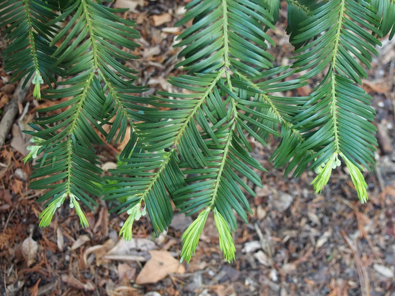 Chinese Plum Yew (Cephalotaxus Fortunei) — adding both beauty and resilience to a well-thought-out garden composition