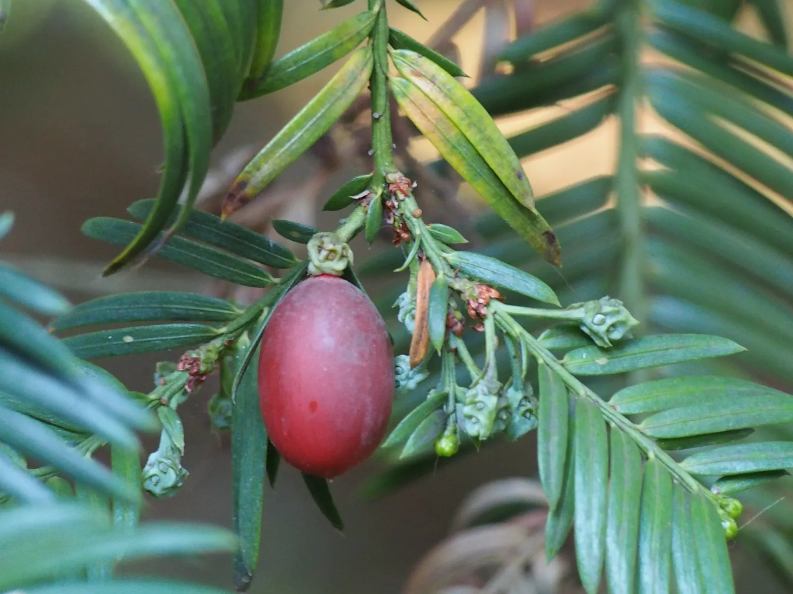 Chinese Plum Yew (Cephalotaxus Fortunei) — is an evergreen conifer known for its refined texture and elegant; or as a sophisticated accent in formal garden