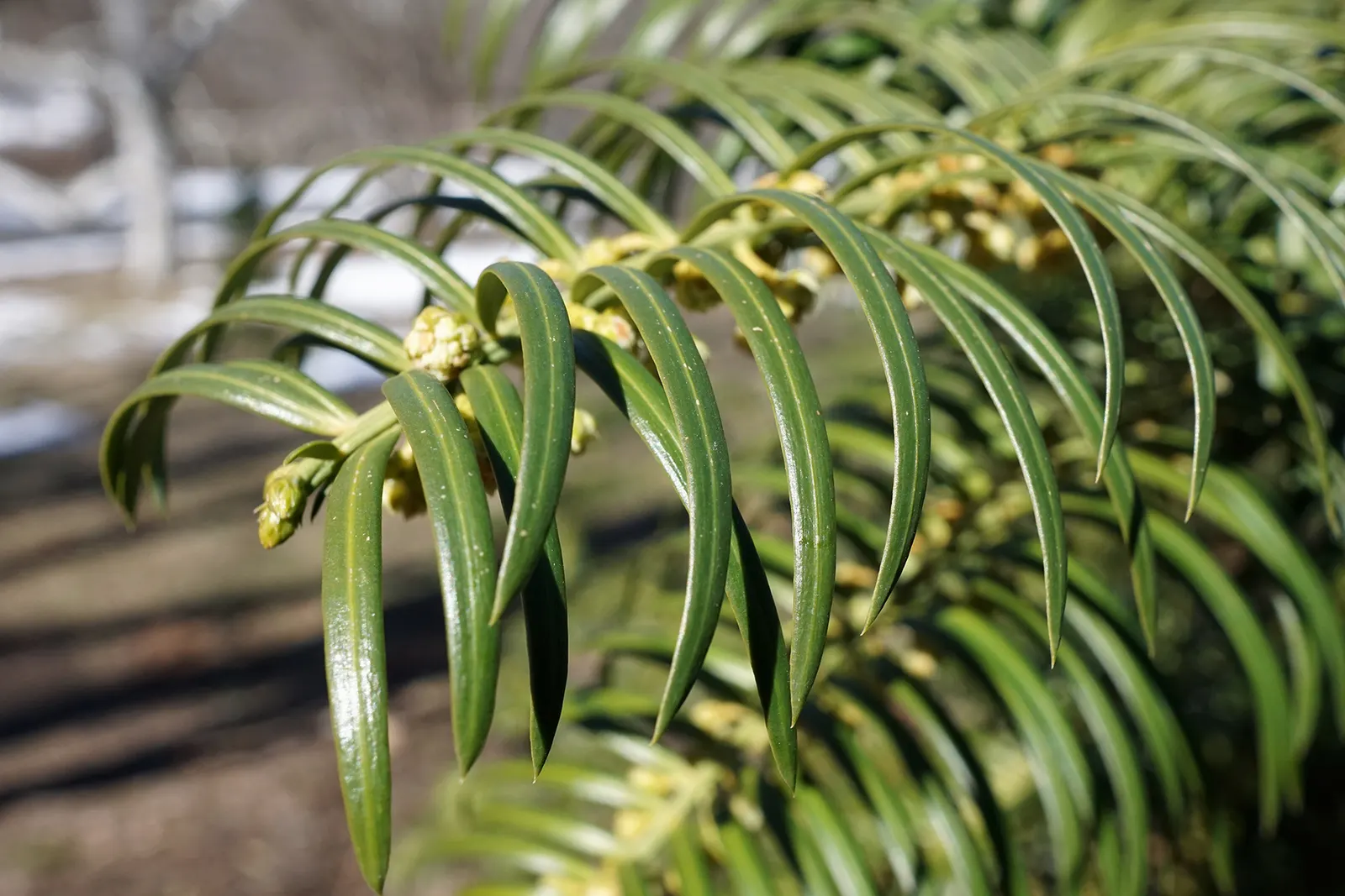 Chinese Plum Yew (Cephalotaxus Fortunei) — The Chinese Plum Yew (Cephalotaxus fortunei) is a resilient evergreen shrub, thriving in USDA zones 7-9