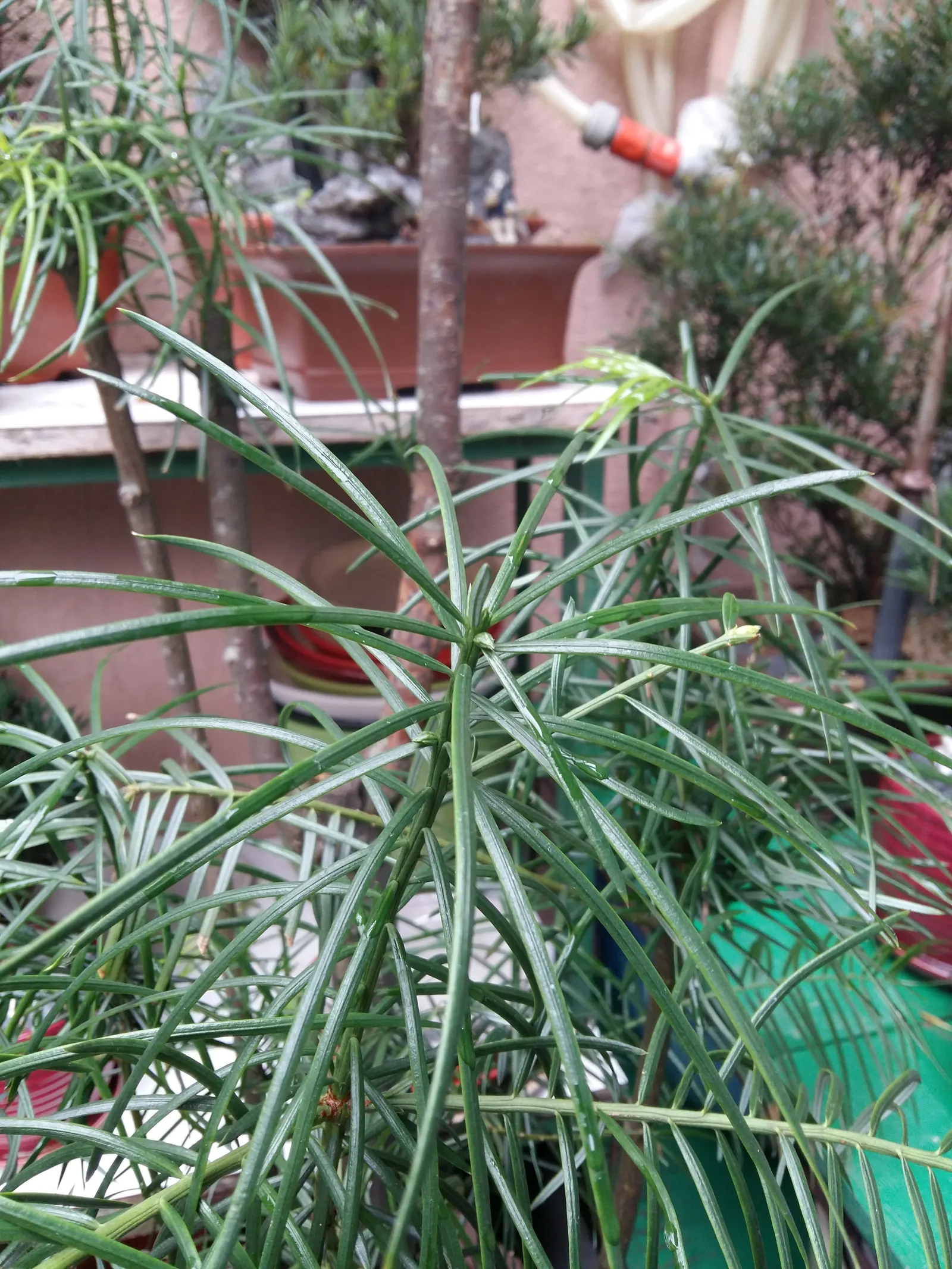 Chinese Plum Yew (Cephalotaxus Fortunei) — or as a sophisticated accent in formal garden layouts, image 39